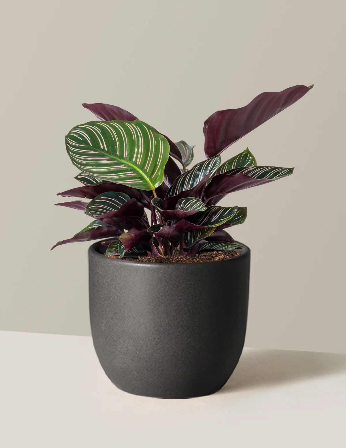 Calathea Pinstripe - Image 2