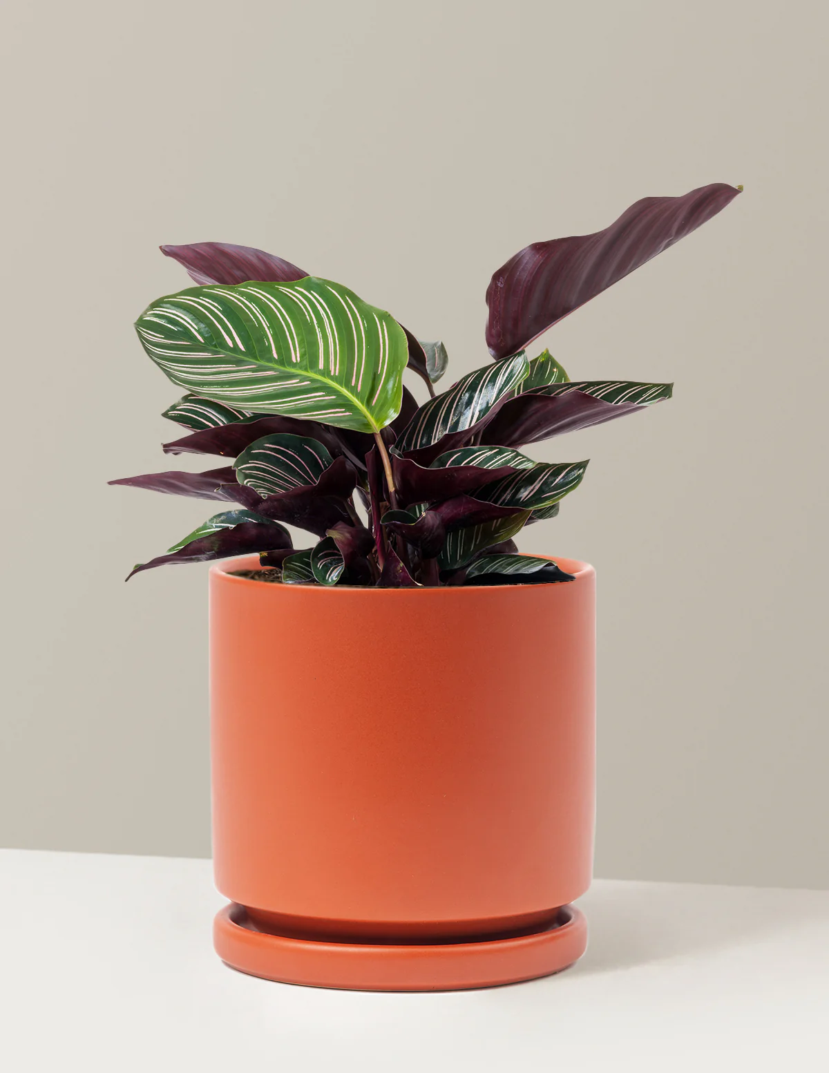 Calathea Pinstripe - Image 20