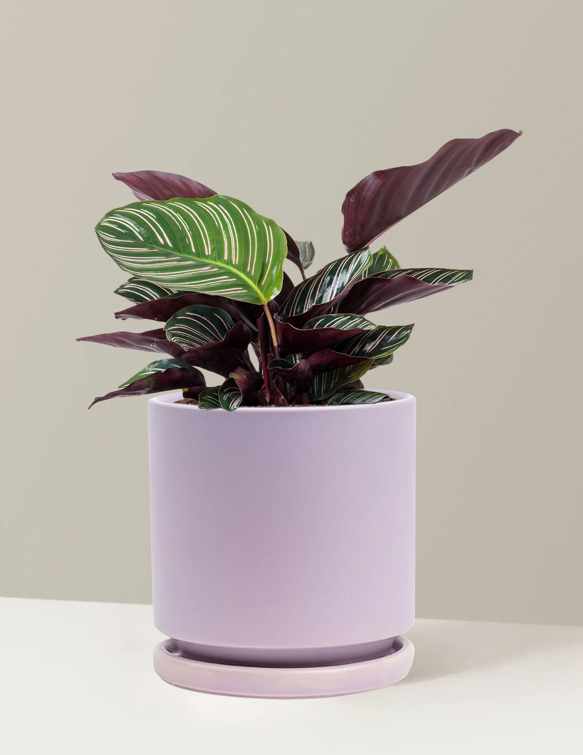 Calathea Pinstripe - Image 21