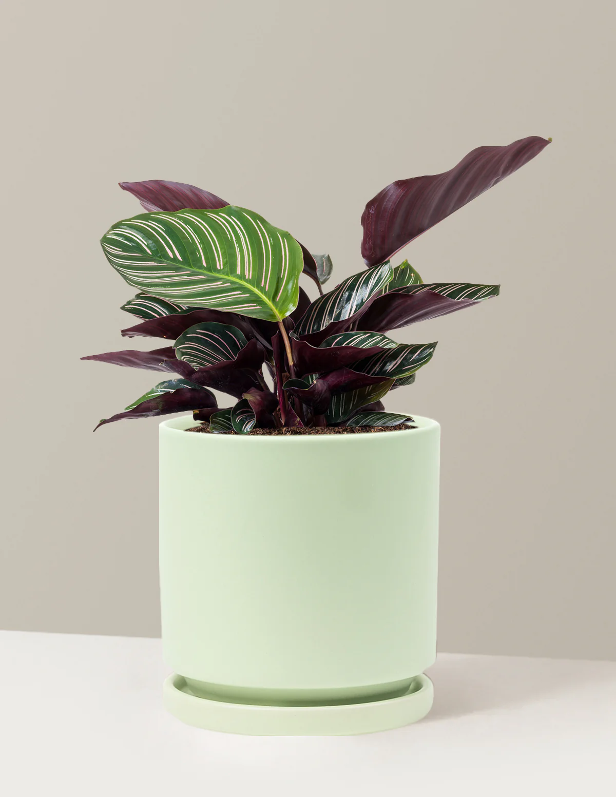 Calathea Pinstripe - Image 22