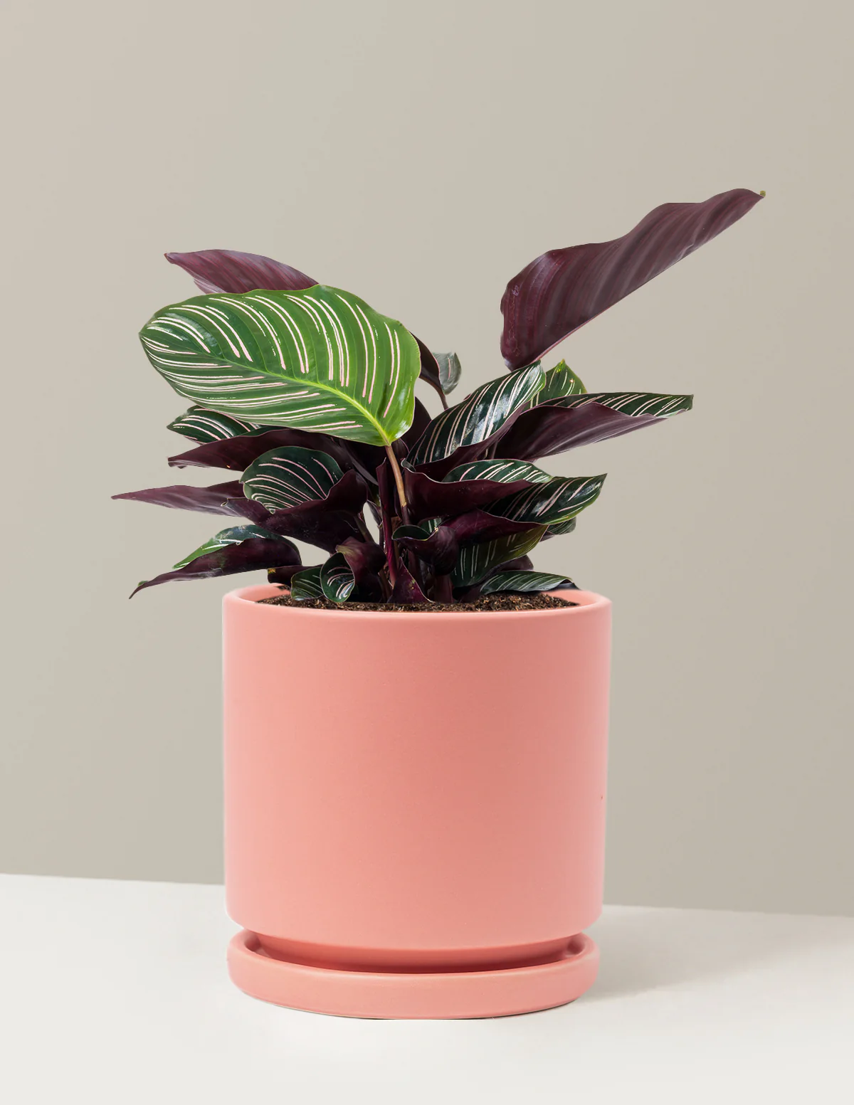 Calathea Pinstripe - Image 23