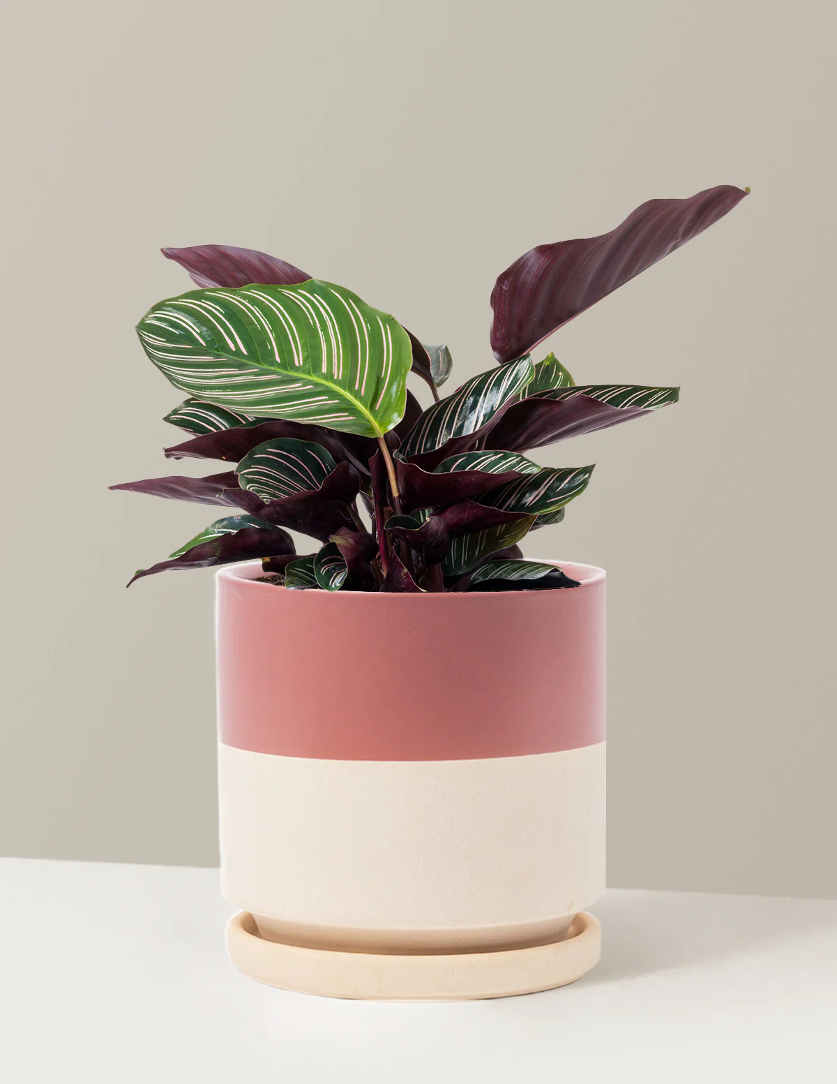 Calathea Pinstripe - Image 5