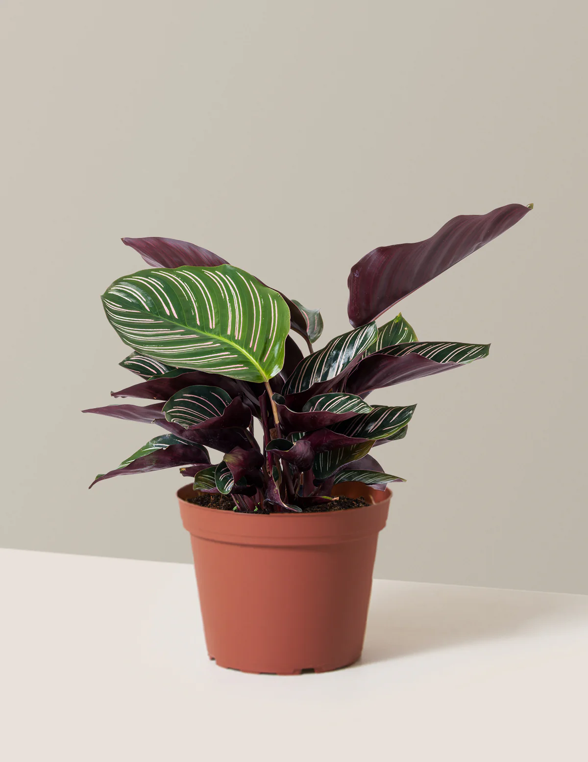 Calathea Pinstripe - Image 6
