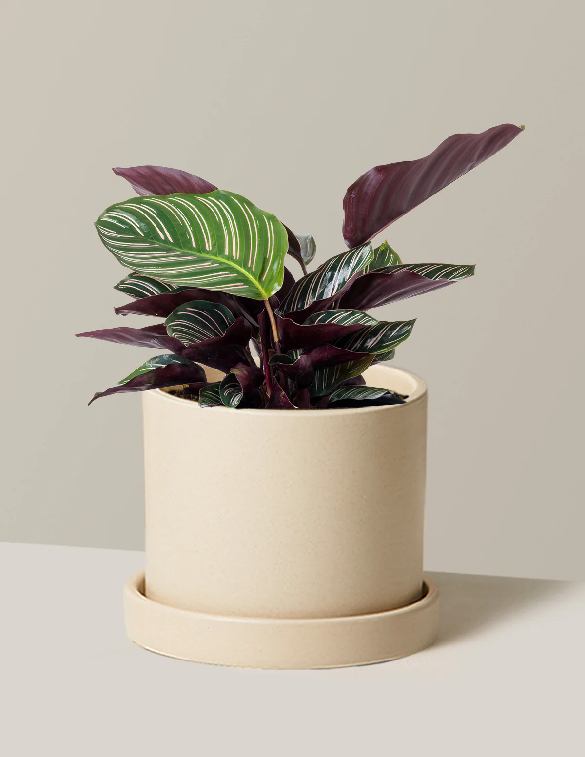 Calathea Pinstripe - Image 8