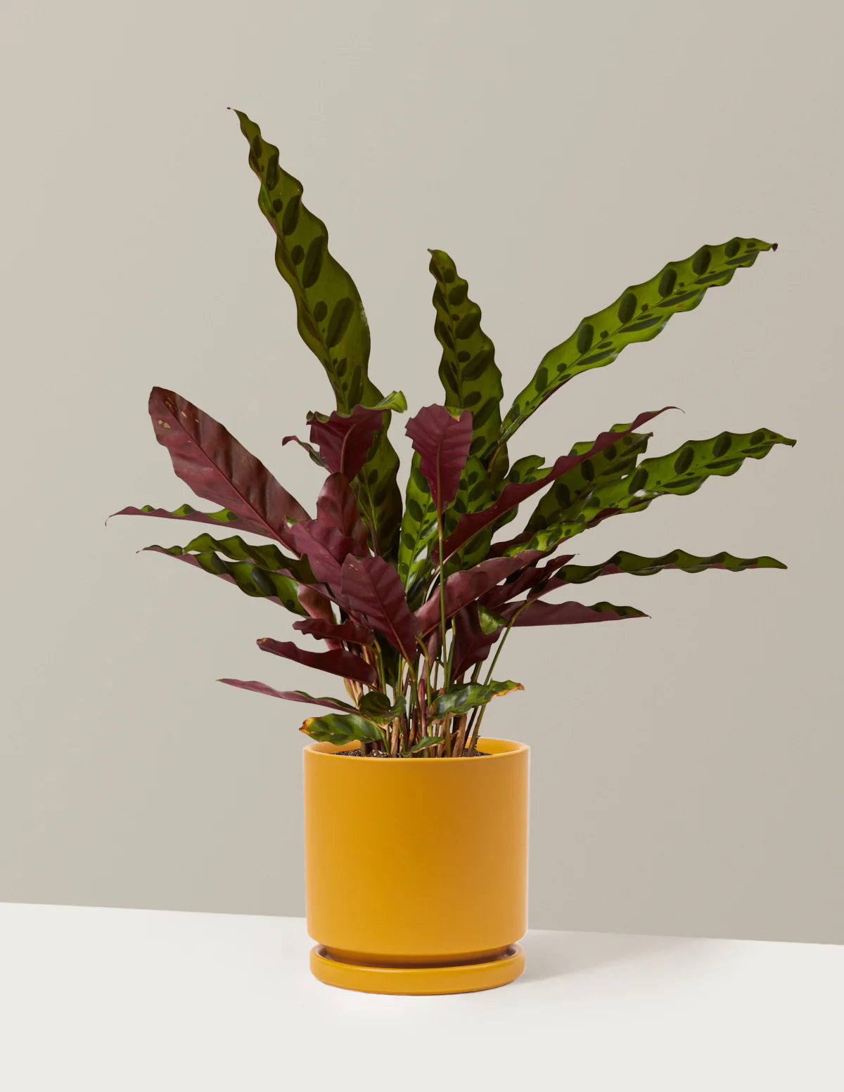 Calathea Rattlesnake - Image 13