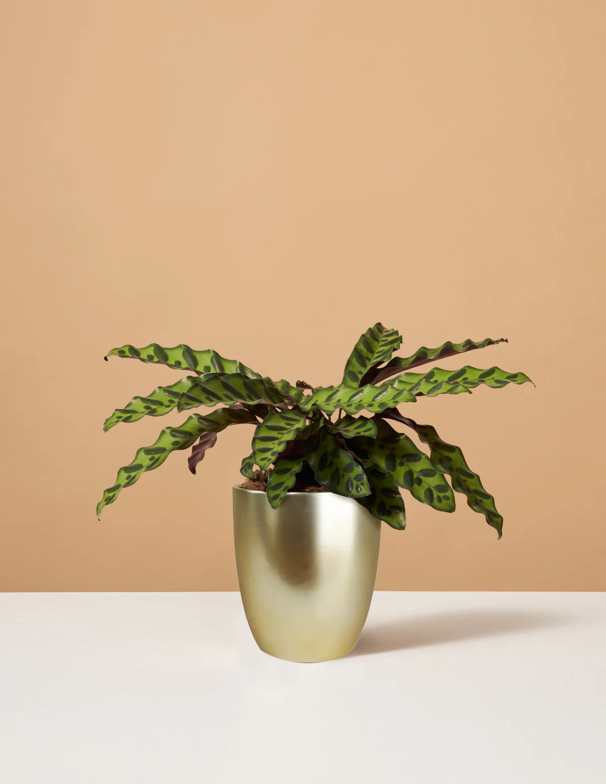 Calathea Rattlesnake - Image 14