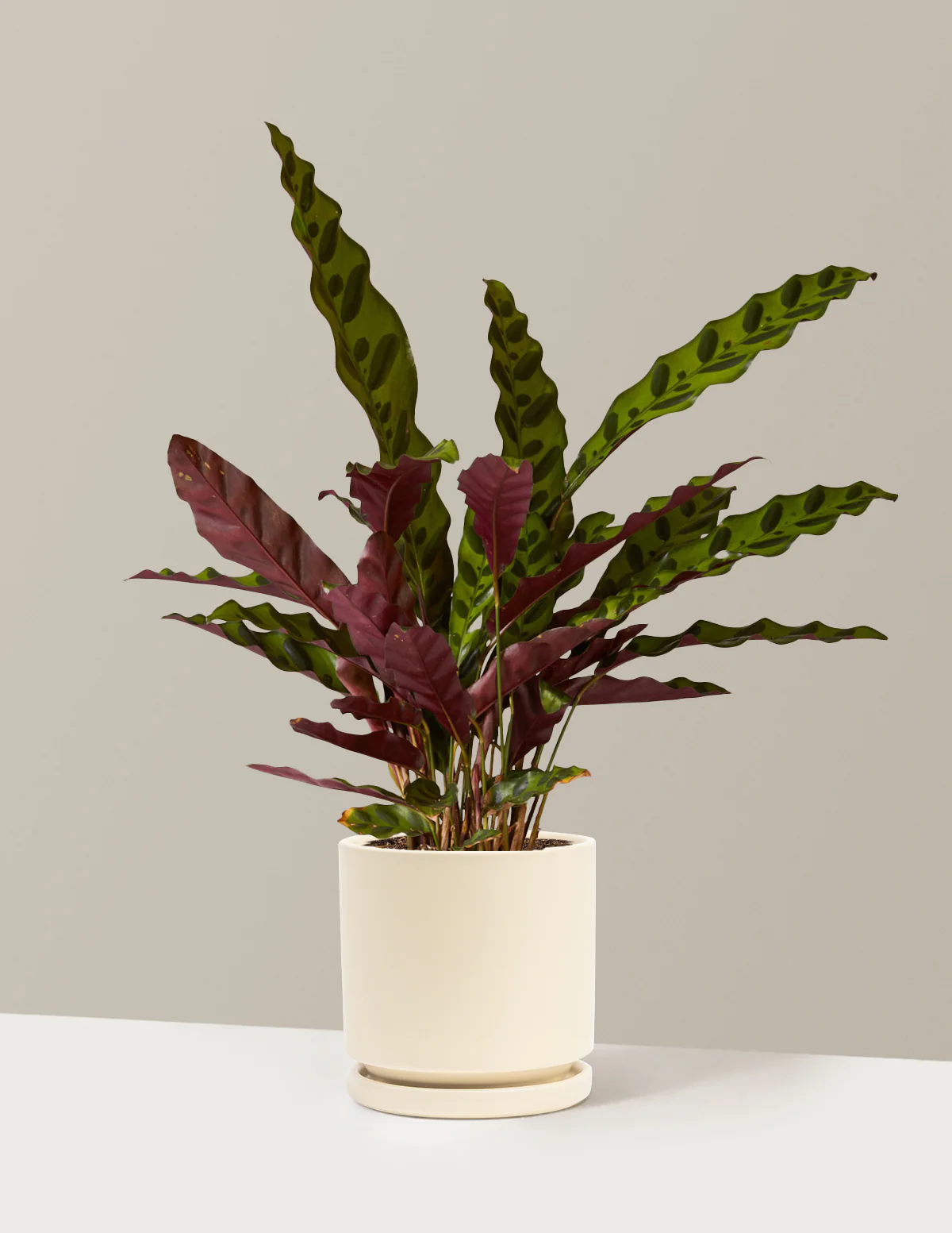 Calathea Rattlesnake - Image 17