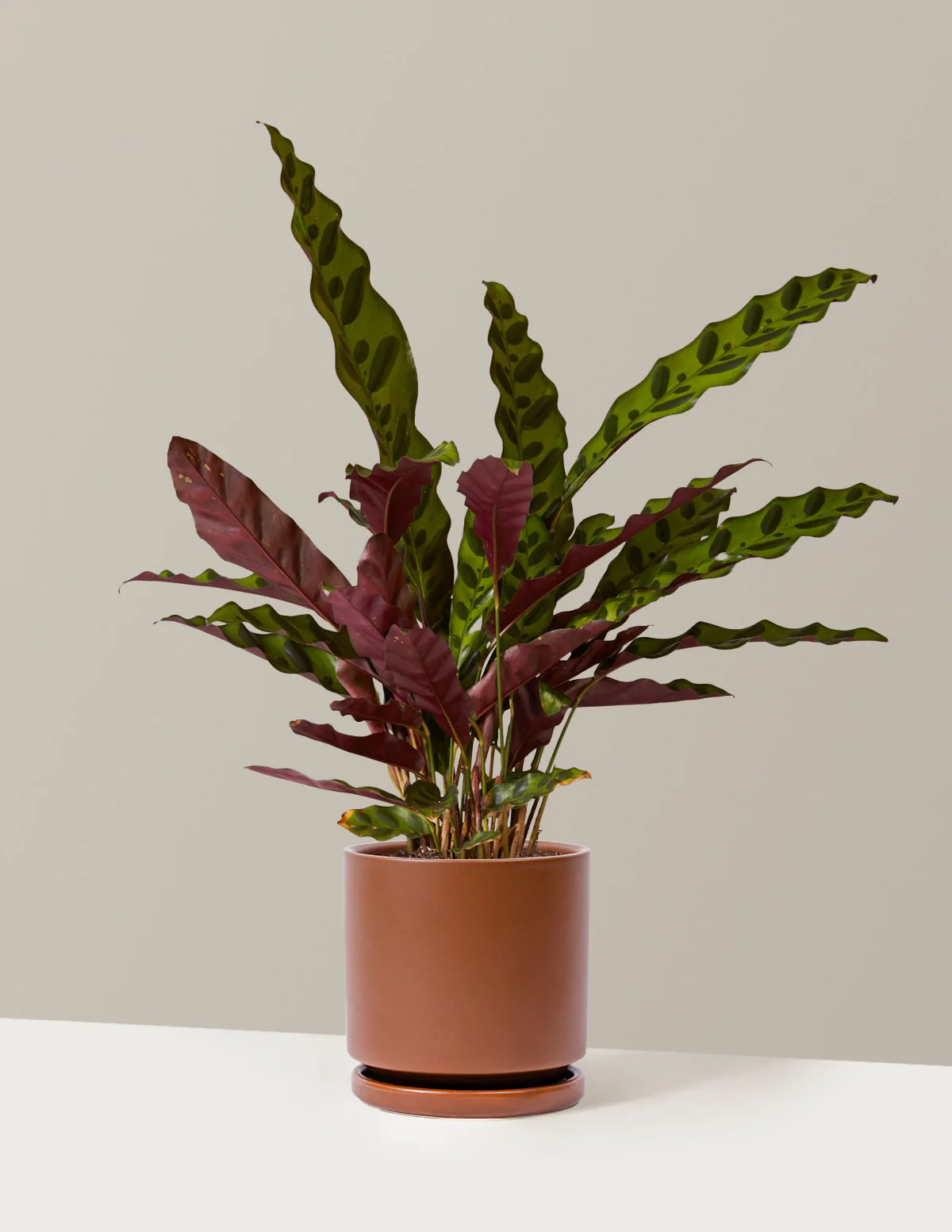 Calathea Rattlesnake - Image 20