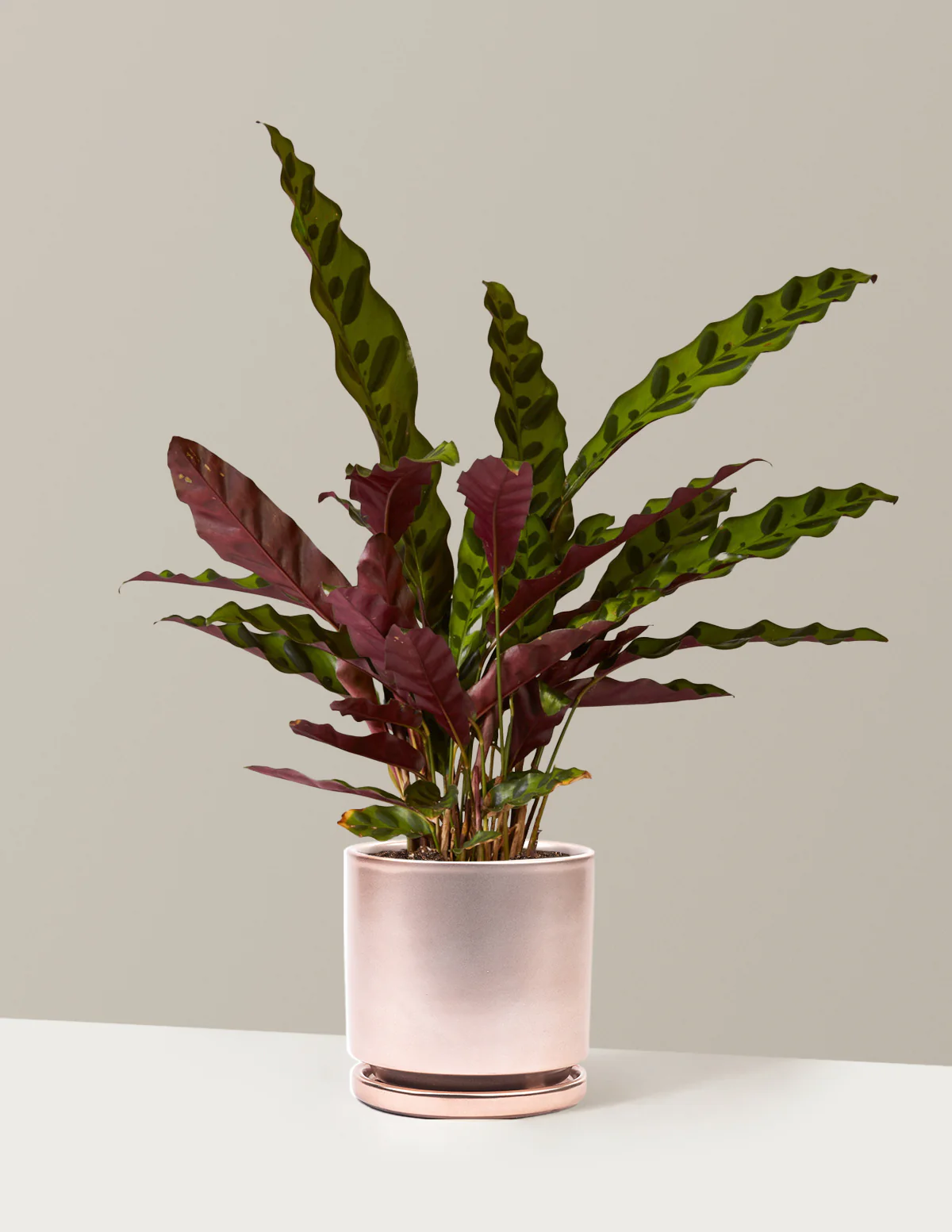 Calathea Rattlesnake - Image 22