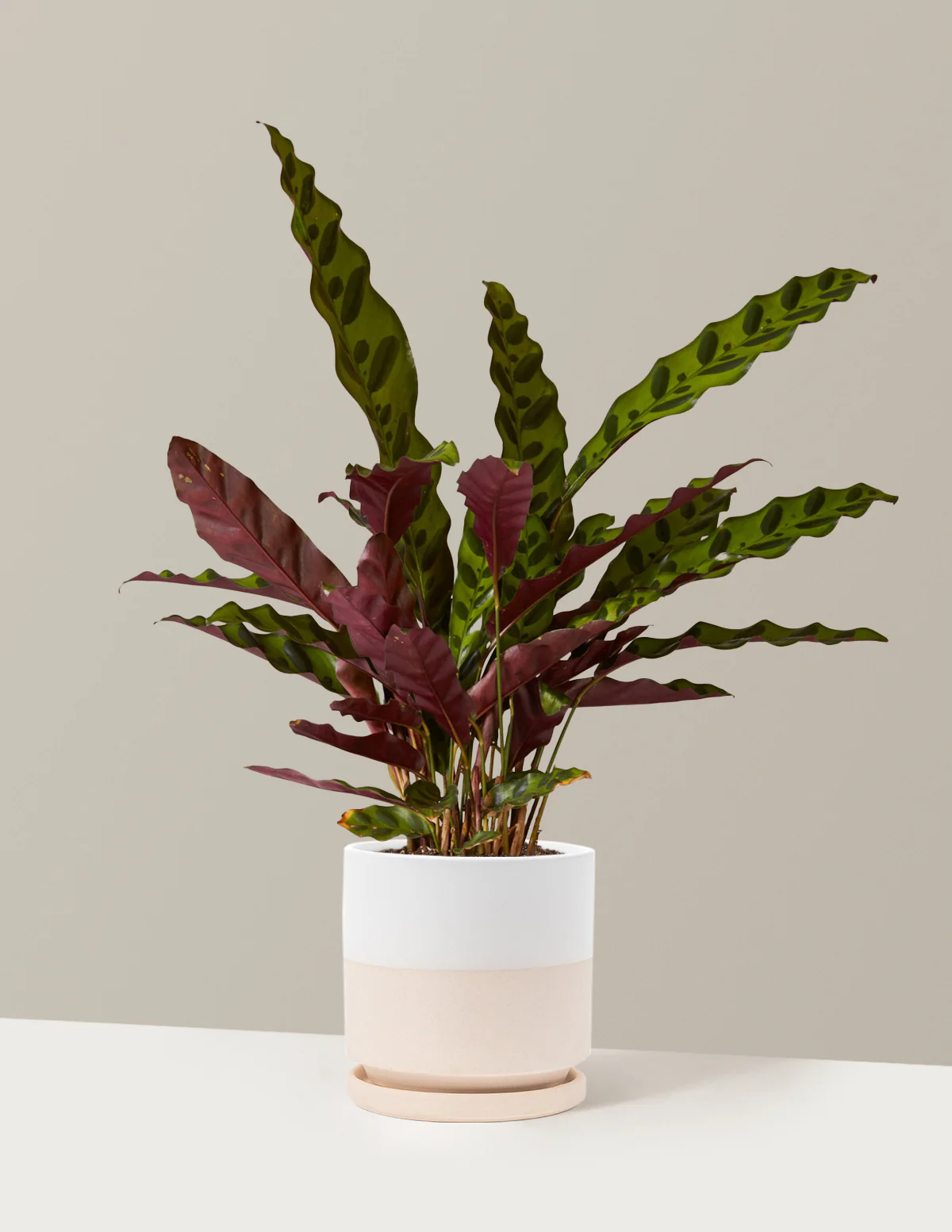 Calathea Rattlesnake - Image 26