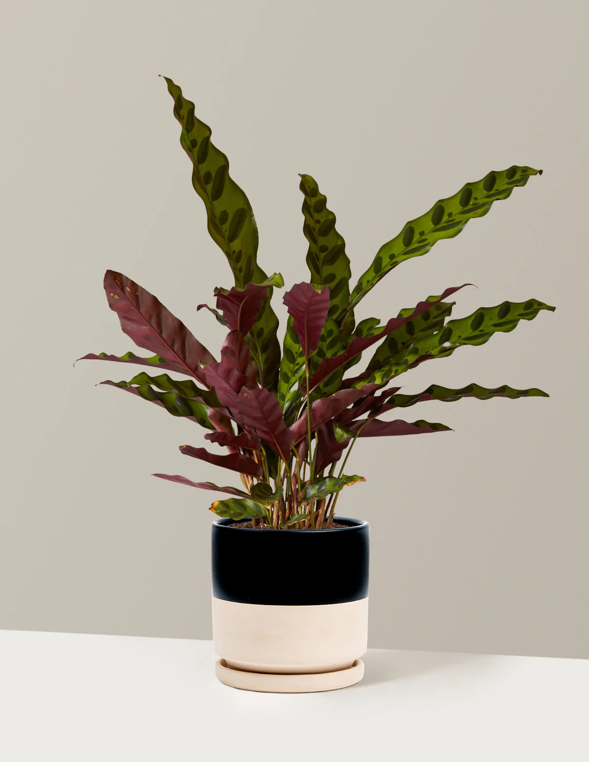 Calathea Rattlesnake - Image 27