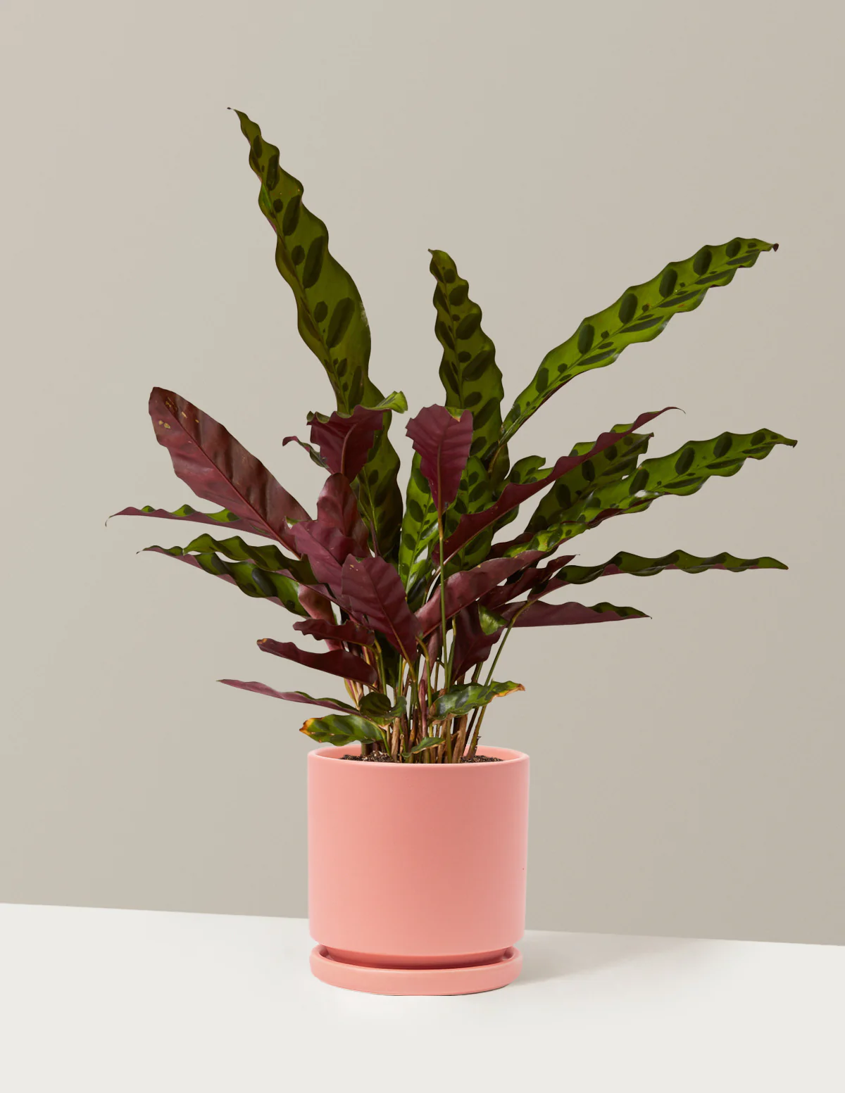 Calathea Rattlesnake - Image 28