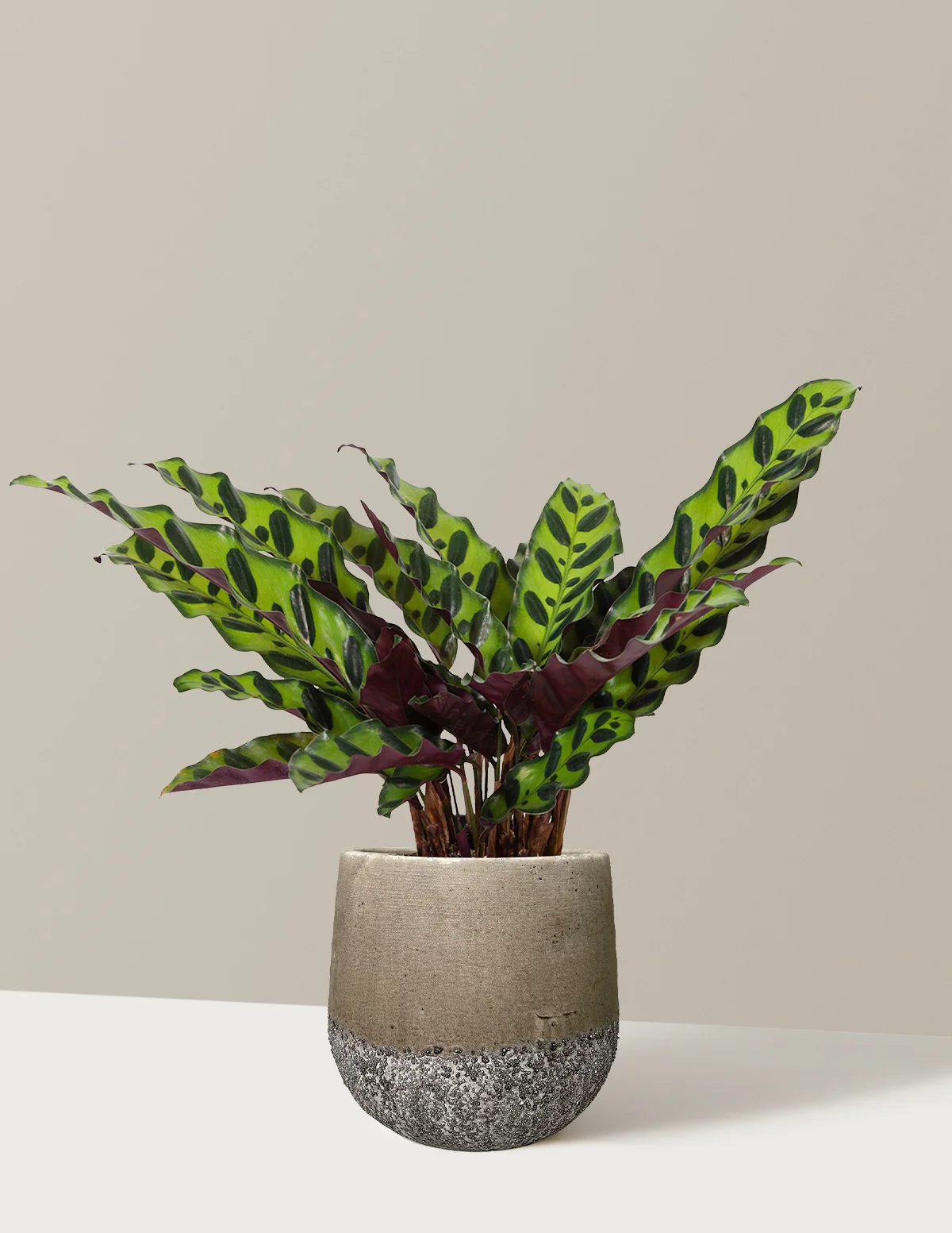 Calathea Rattlesnake - Image 36