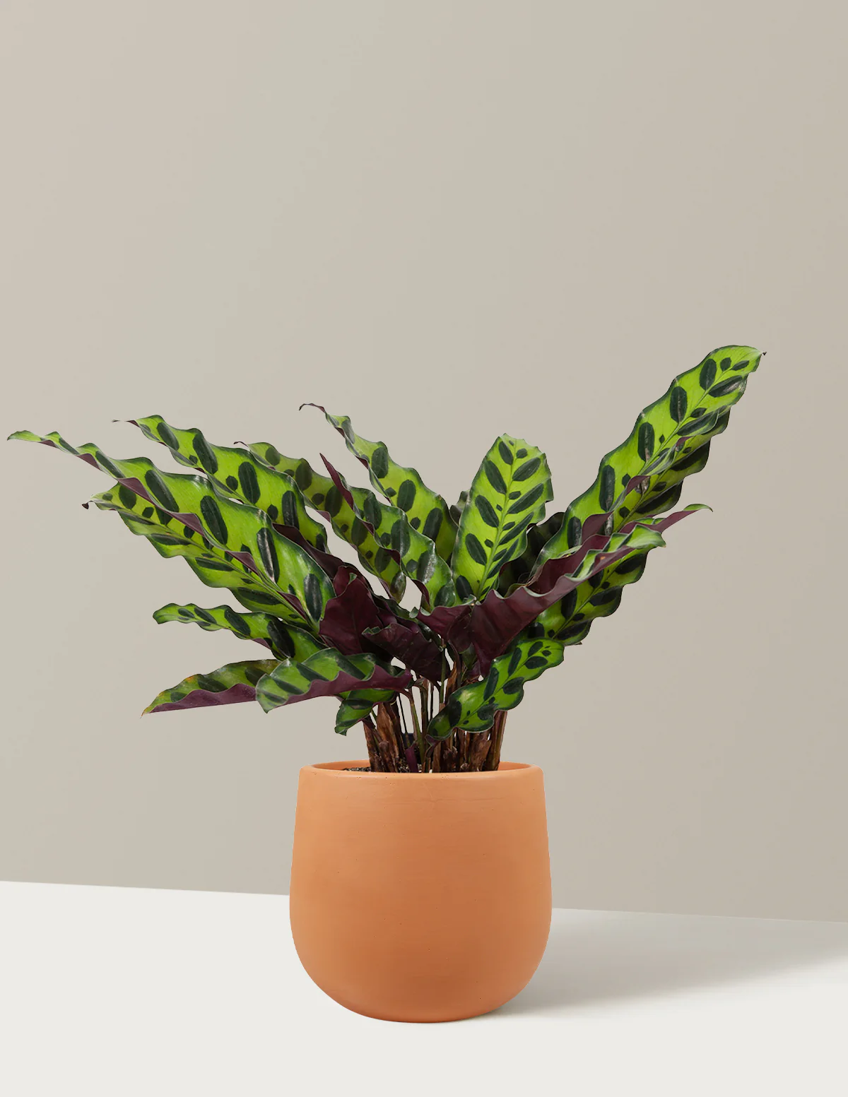 Calathea Rattlesnake - Image 37