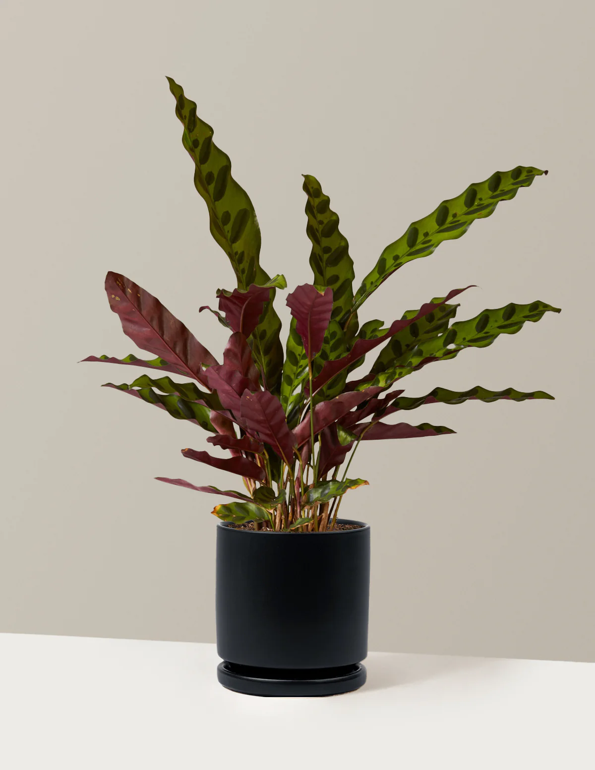 Calathea Rattlesnake - Image 38