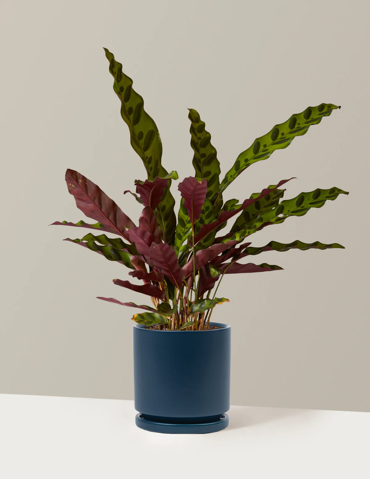 Calathea Rattlesnake - Image 39