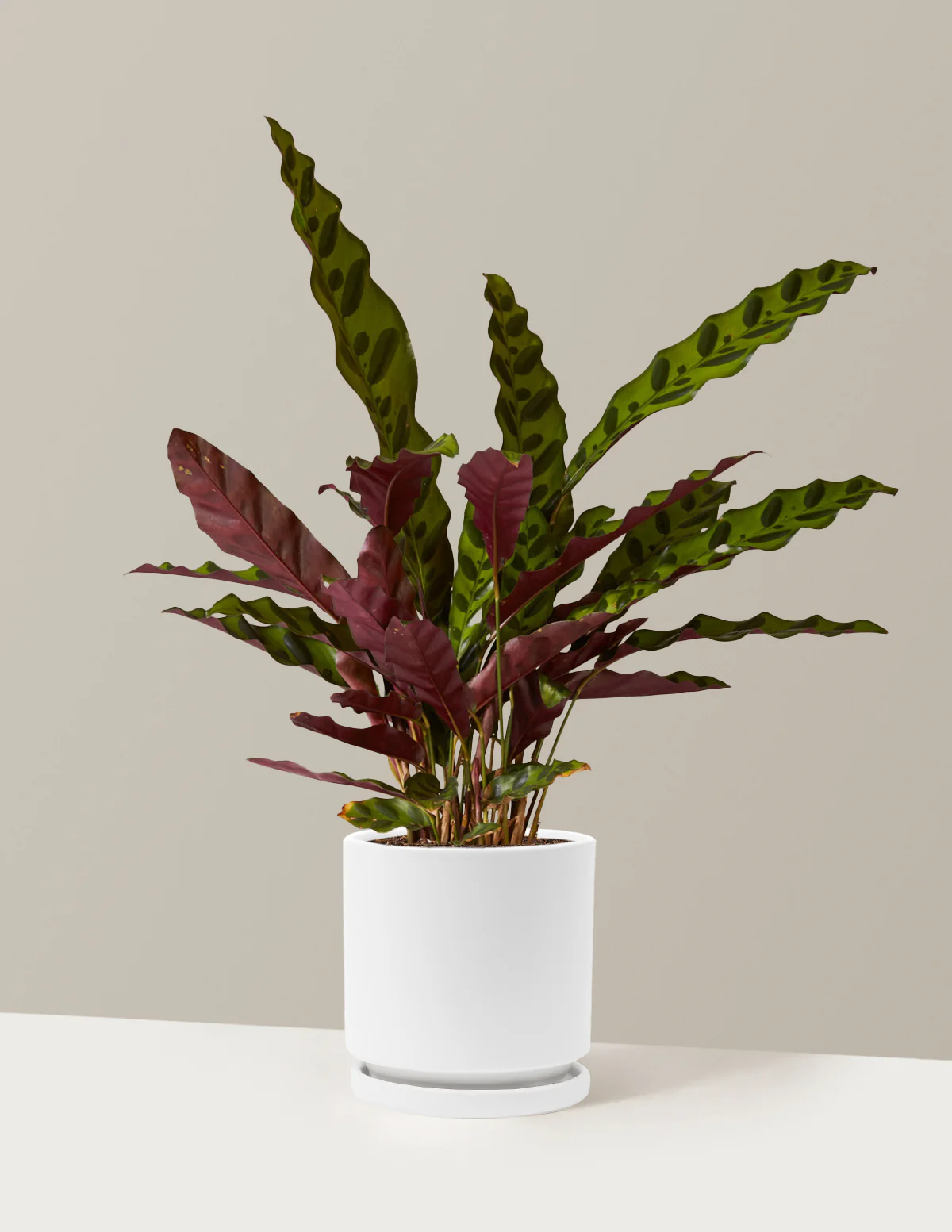 Calathea Rattlesnake - Image 40