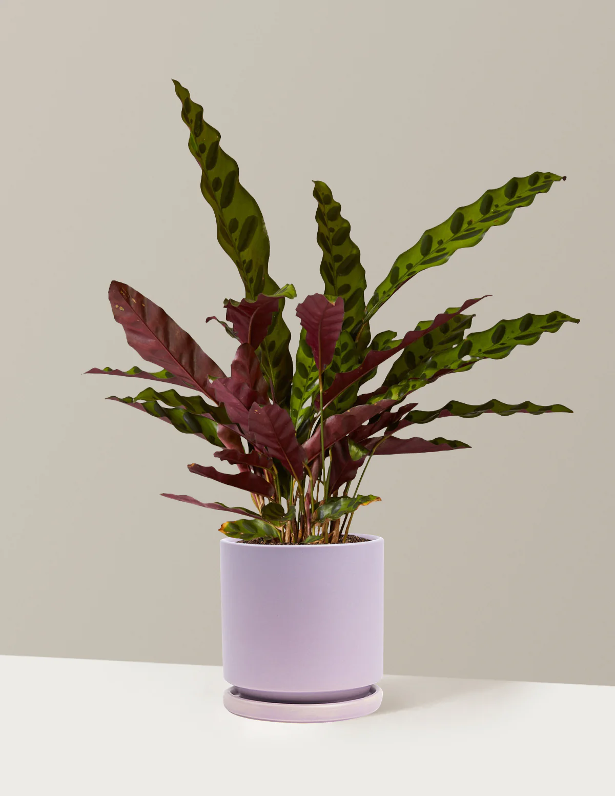 Calathea Rattlesnake - Image 41