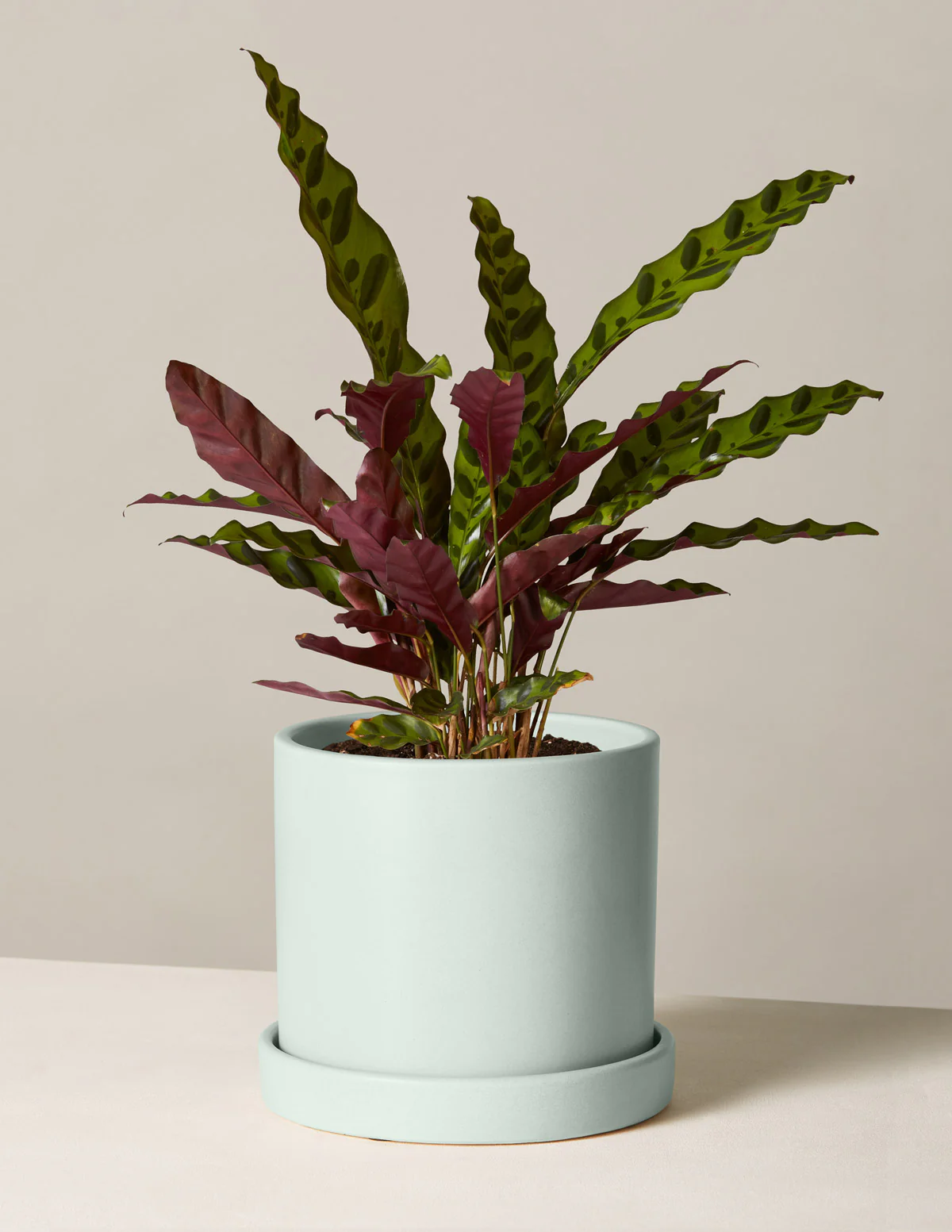 Calathea Rattlesnake - Image 42