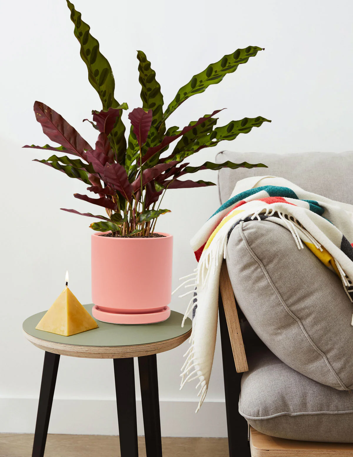 Calathea Rattlesnake - Image 5