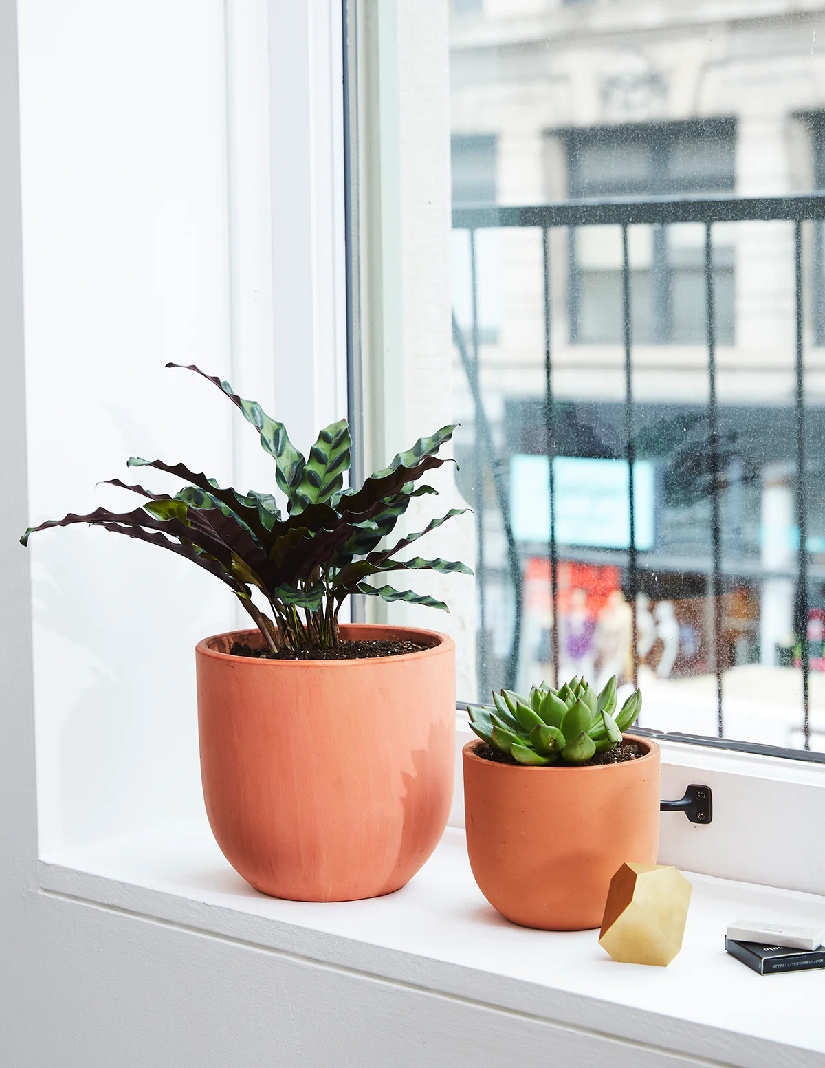 Calathea Rattlesnake - Image 9
