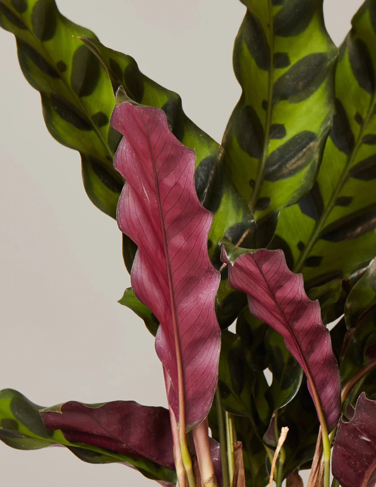 Calathea Rattlesnake - Image 4