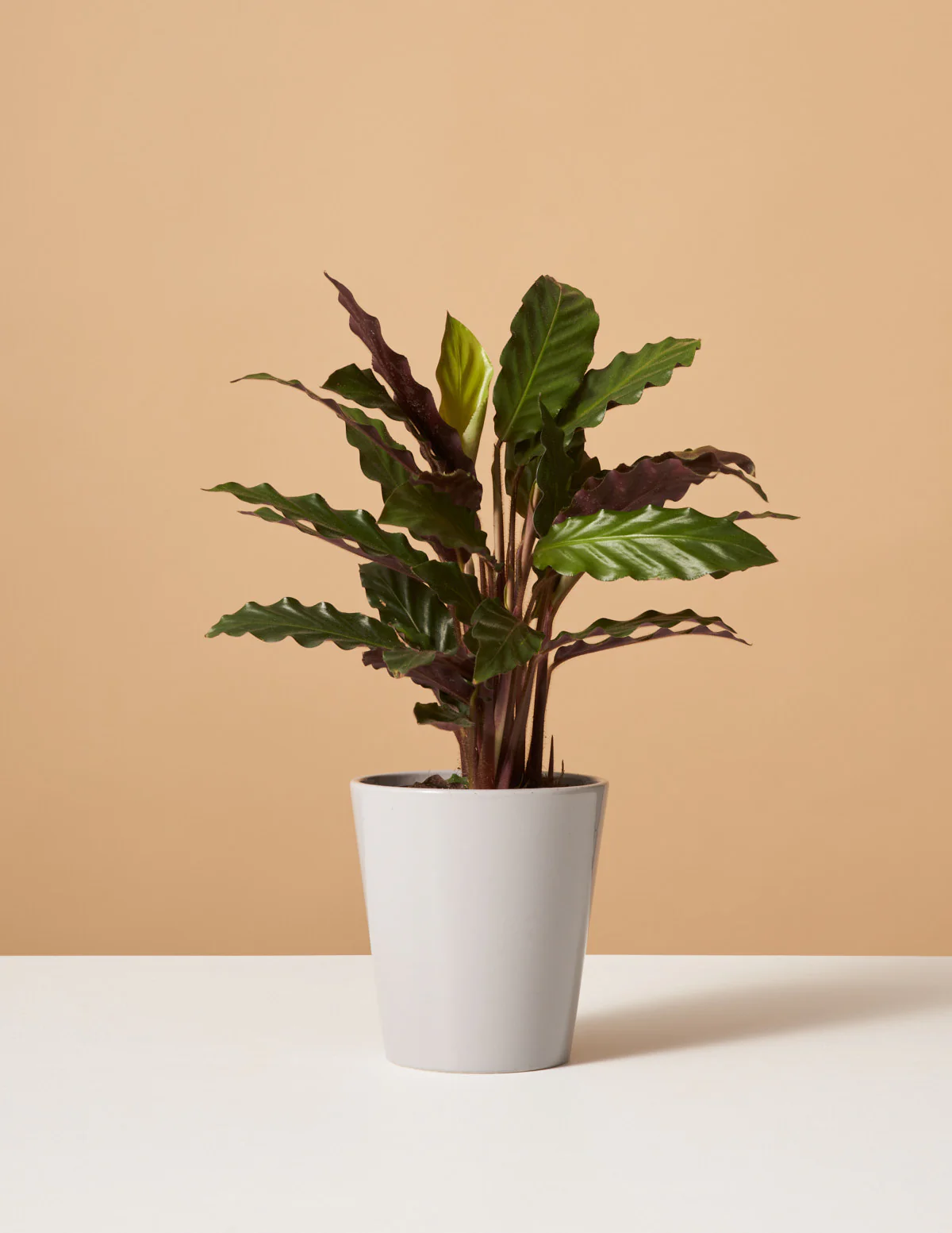 Calathea Wavestar - Image 3