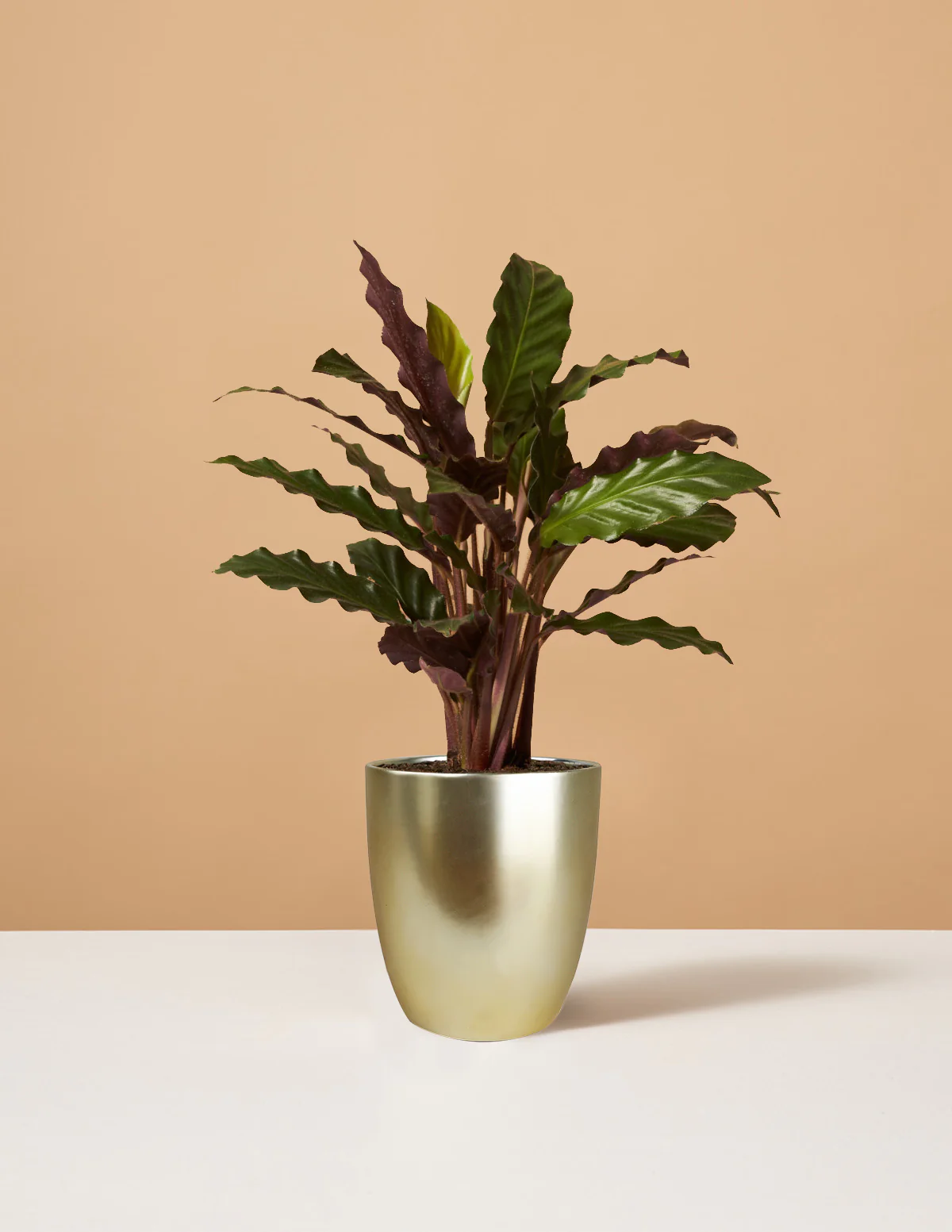 Calathea Wavestar - Image 4