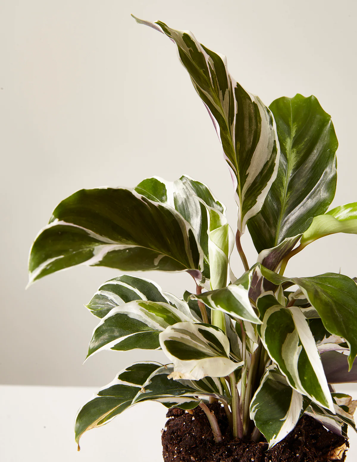Calathea White Fusion - Image 10