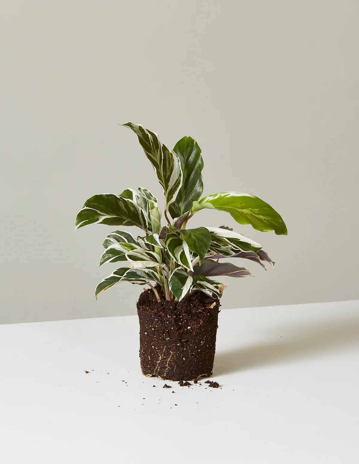 Calathea White Fusion - Image 11