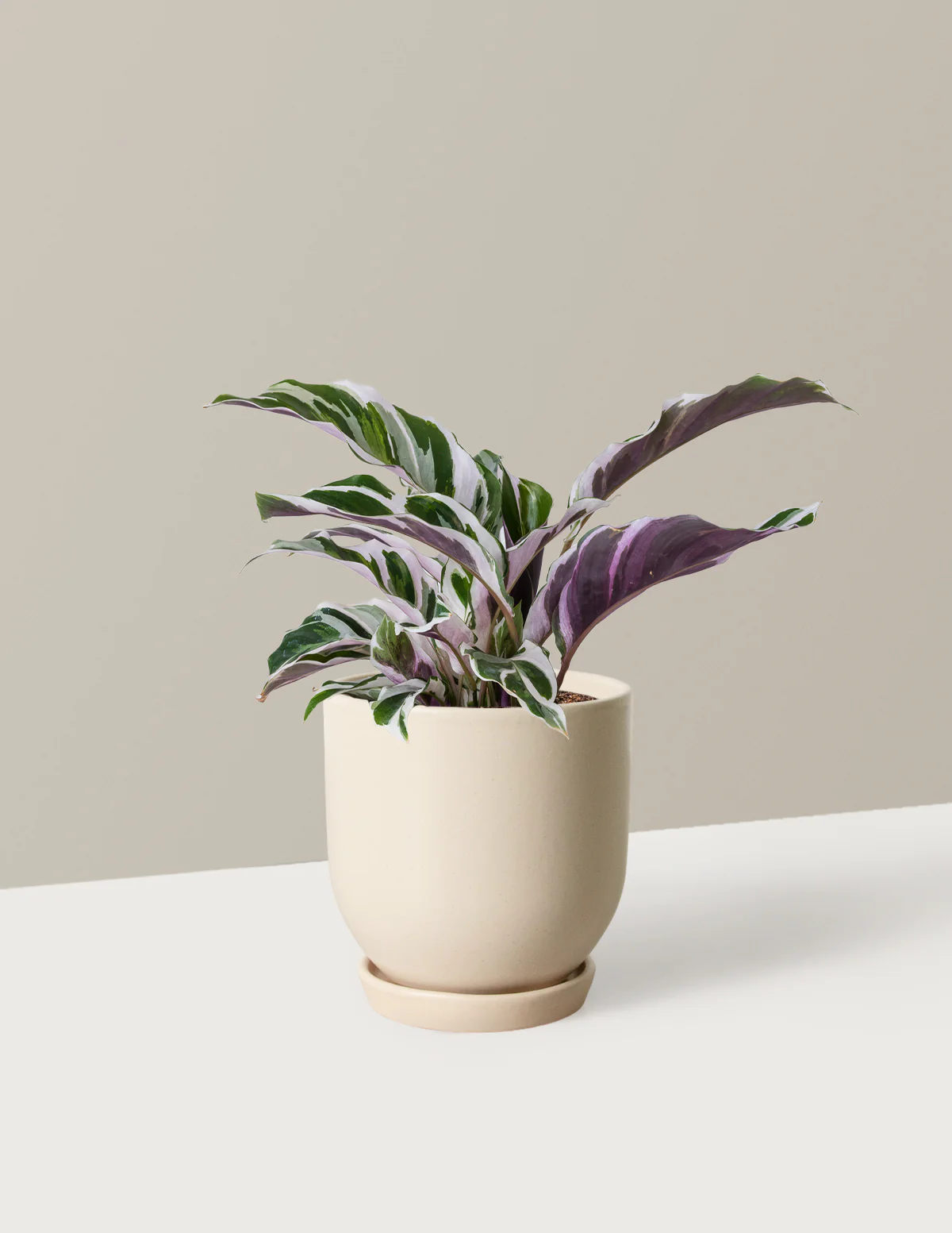Calathea White Fusion - Image 12