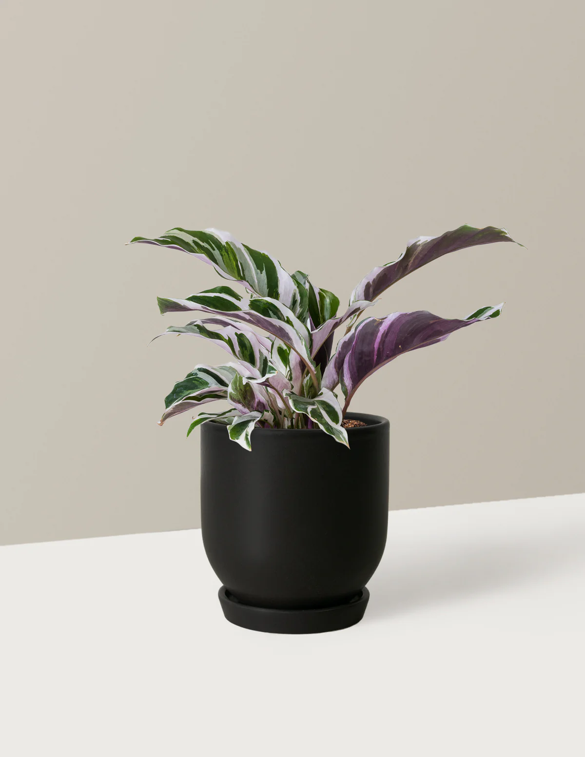Calathea White Fusion - Image 13