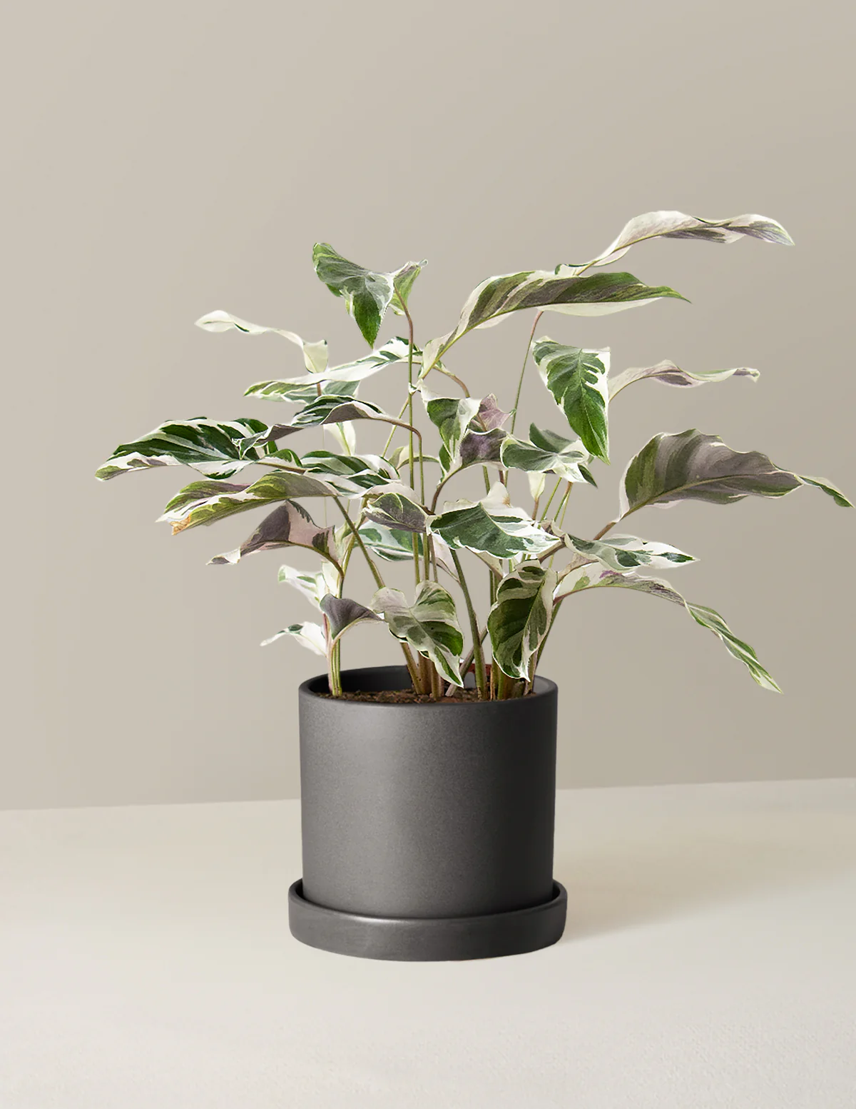 Calathea White Fusion - Image 14