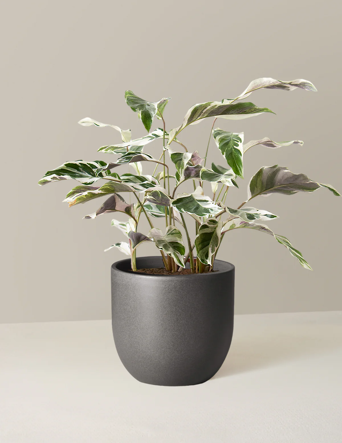 Calathea White Fusion - Image 15