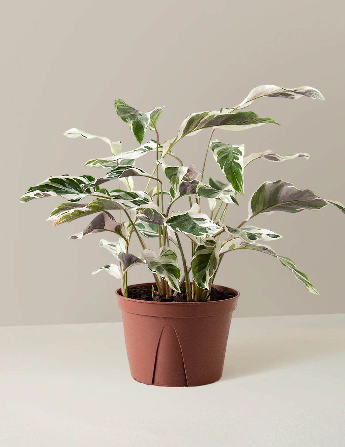 Calathea White Fusion - Image 16