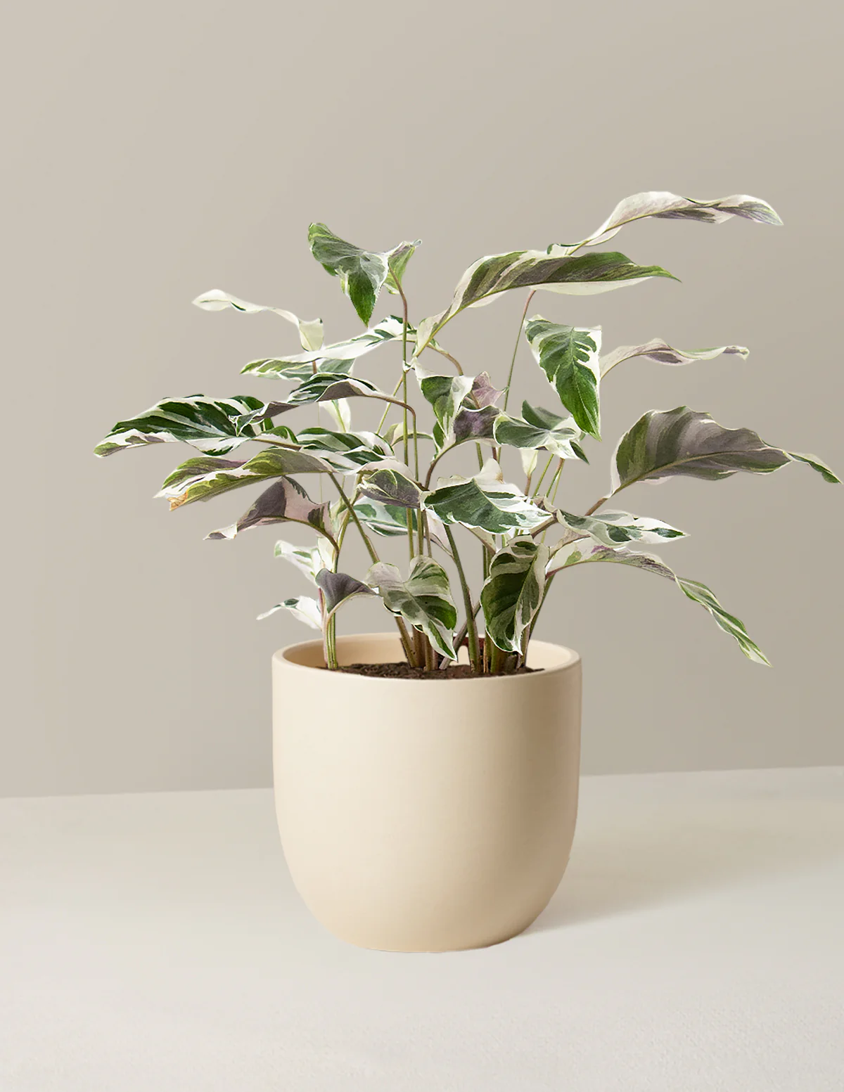 Calathea White Fusion - Image 17