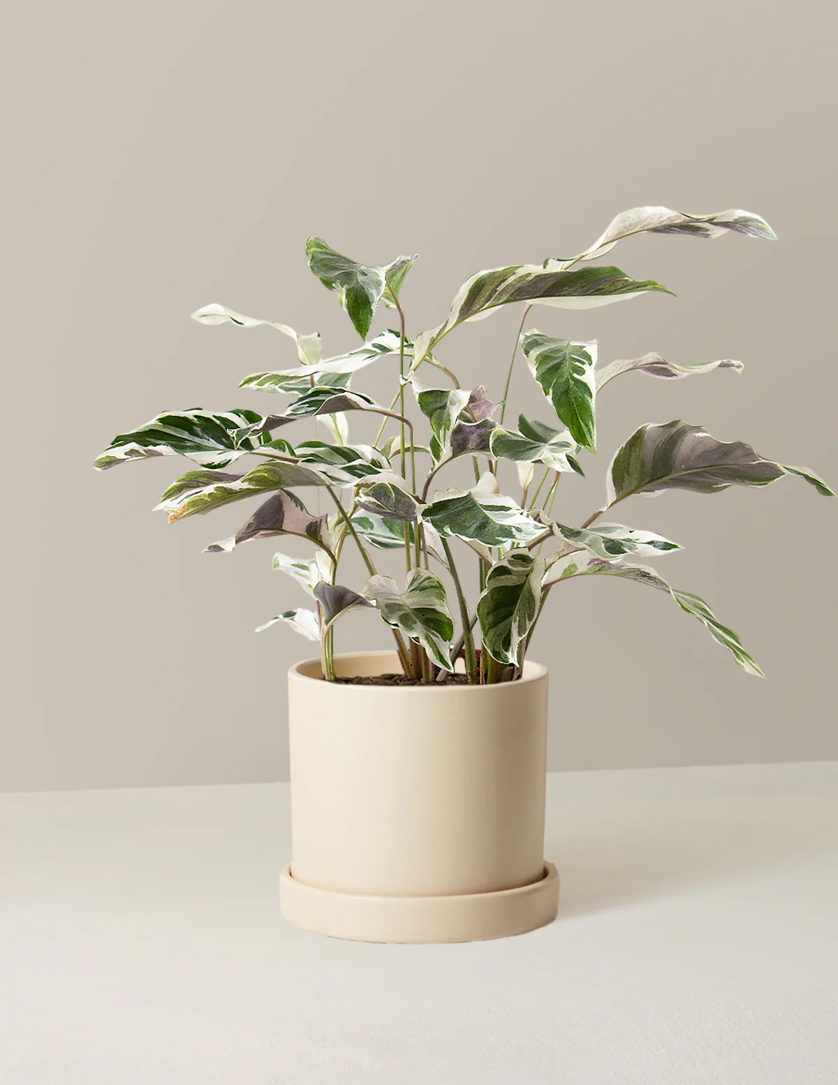 Calathea White Fusion - Image 18