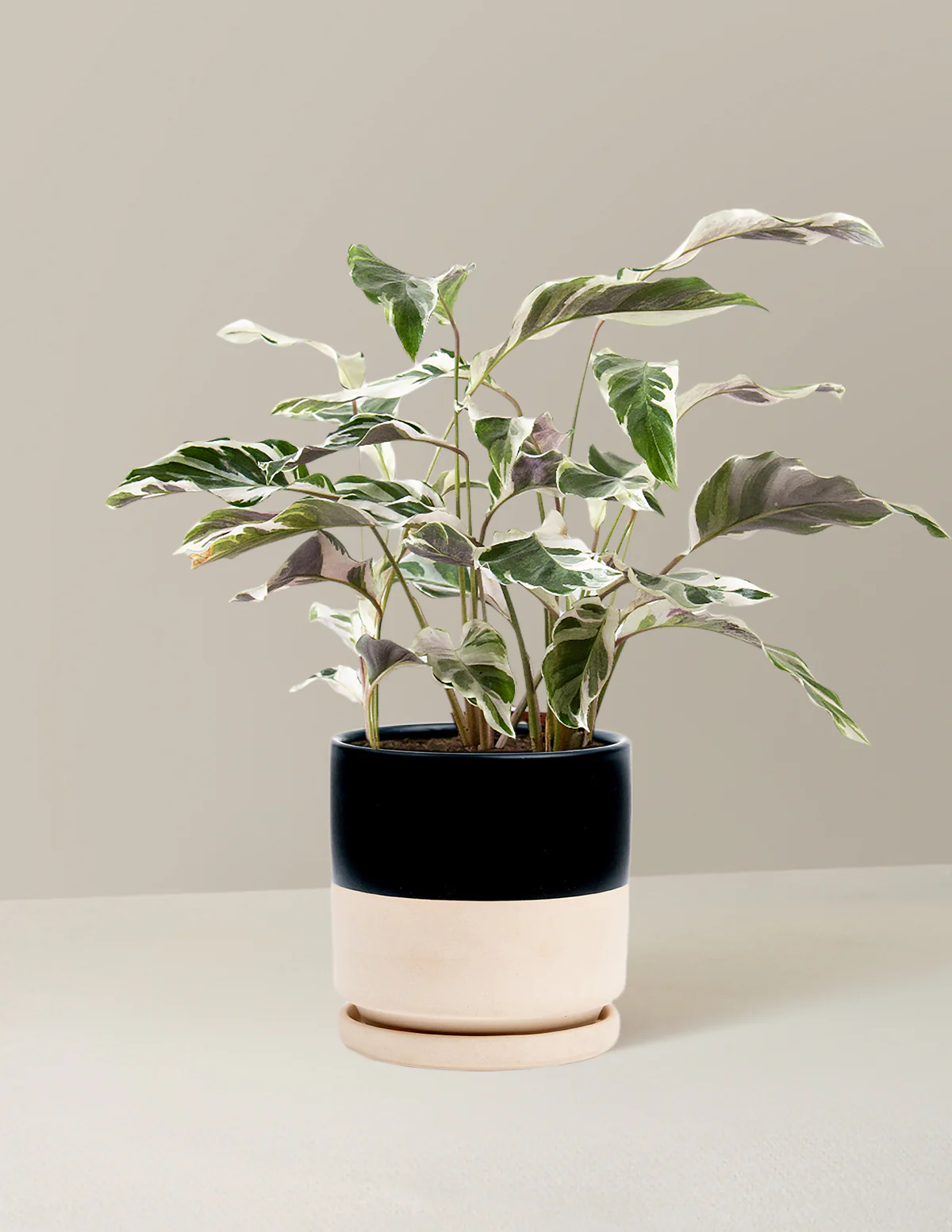 Calathea White Fusion - Image 19