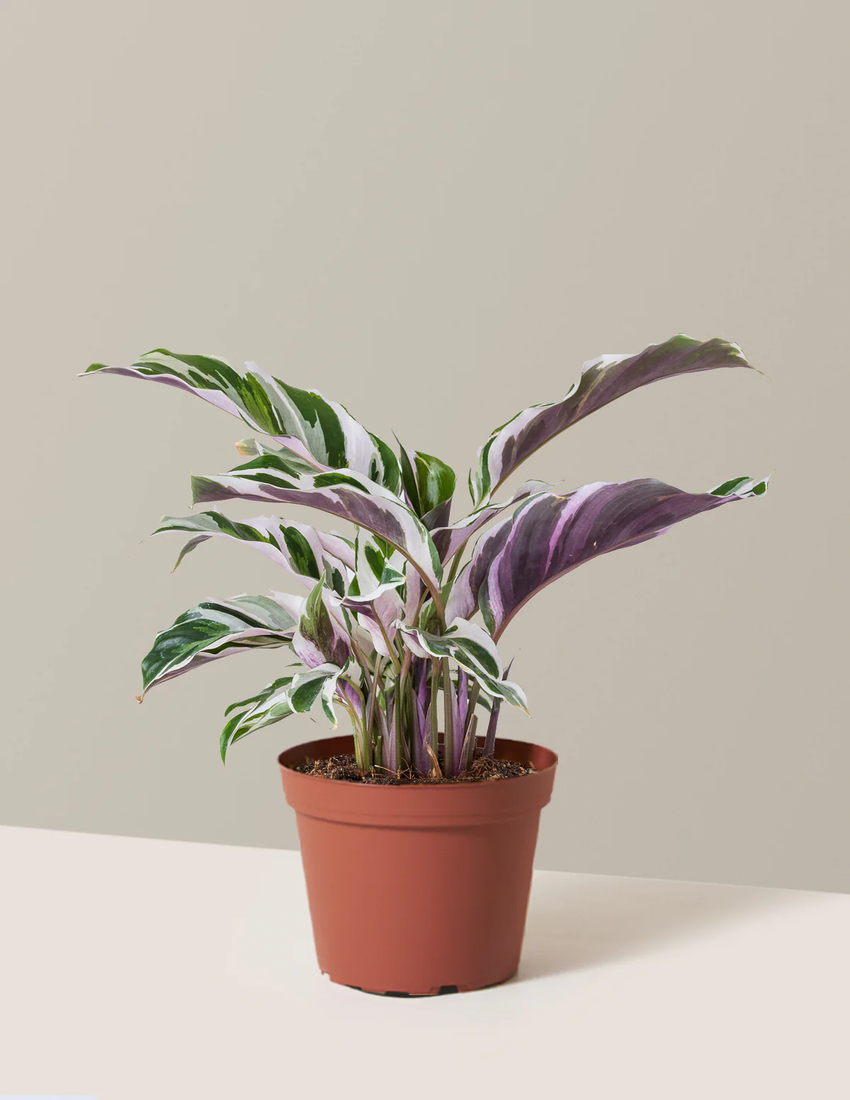 Calathea White Fusion - Image 20