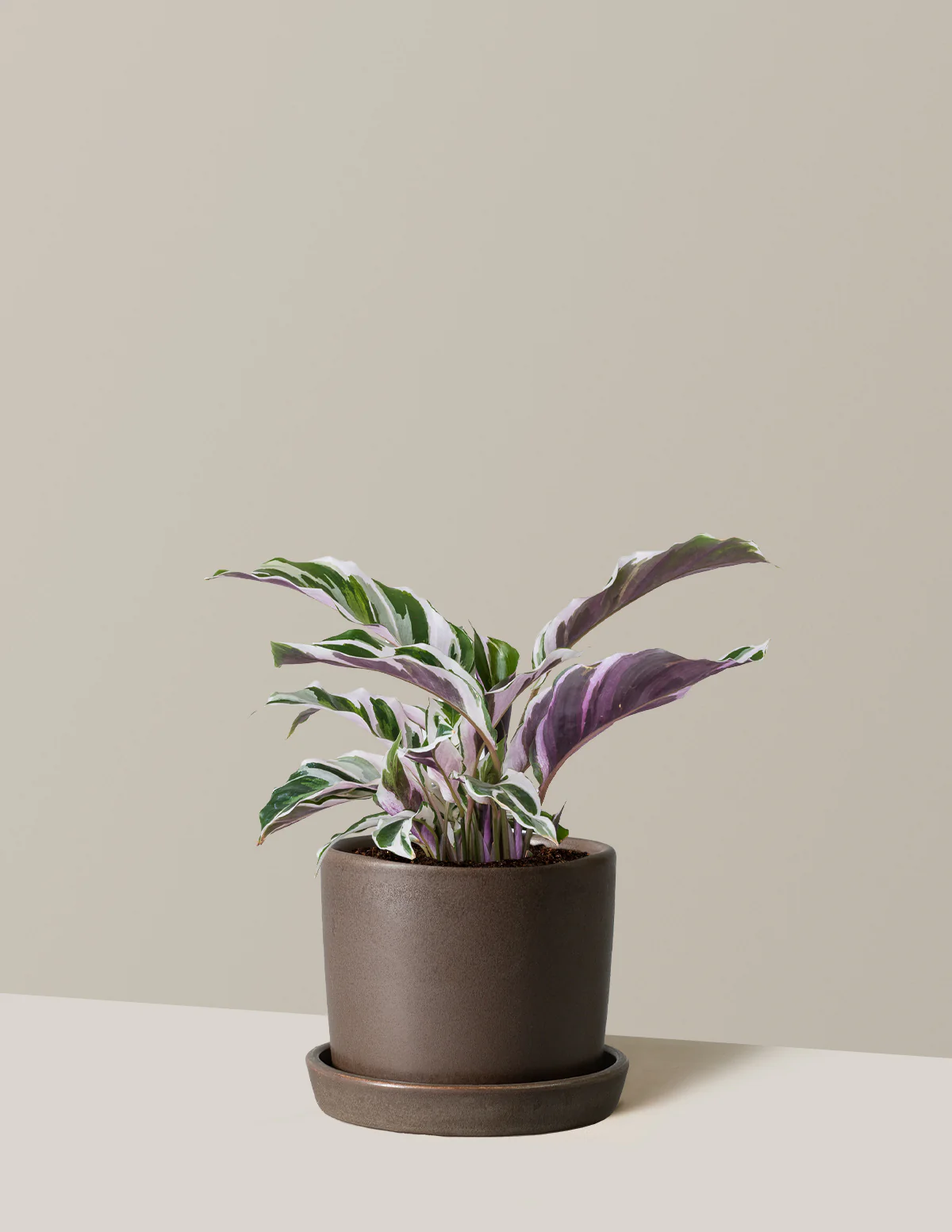 Calathea White Fusion - Image 23