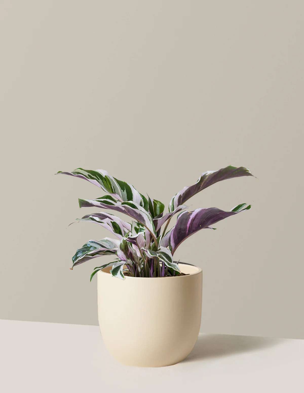 Calathea White Fusion - Image 24