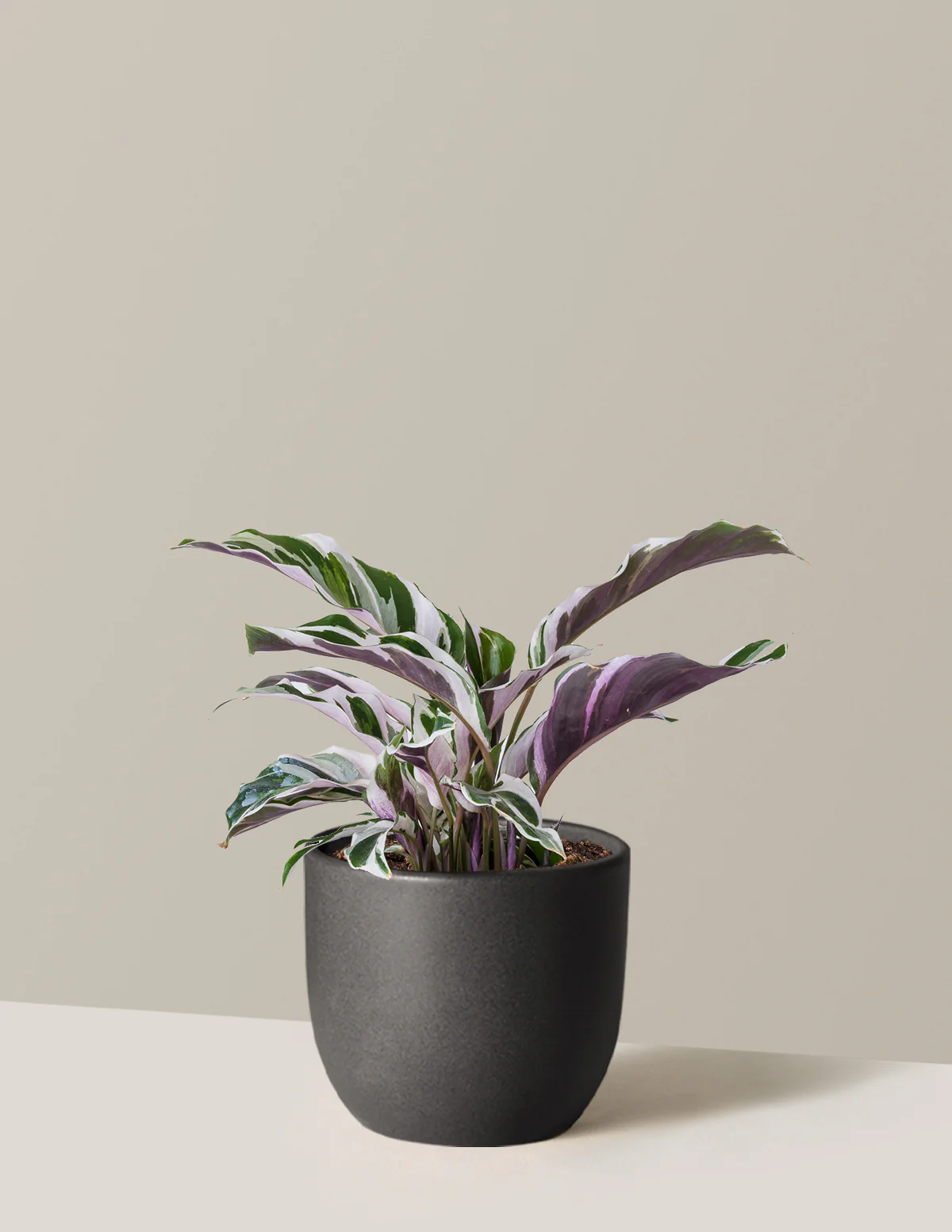 Calathea White Fusion - Image 25