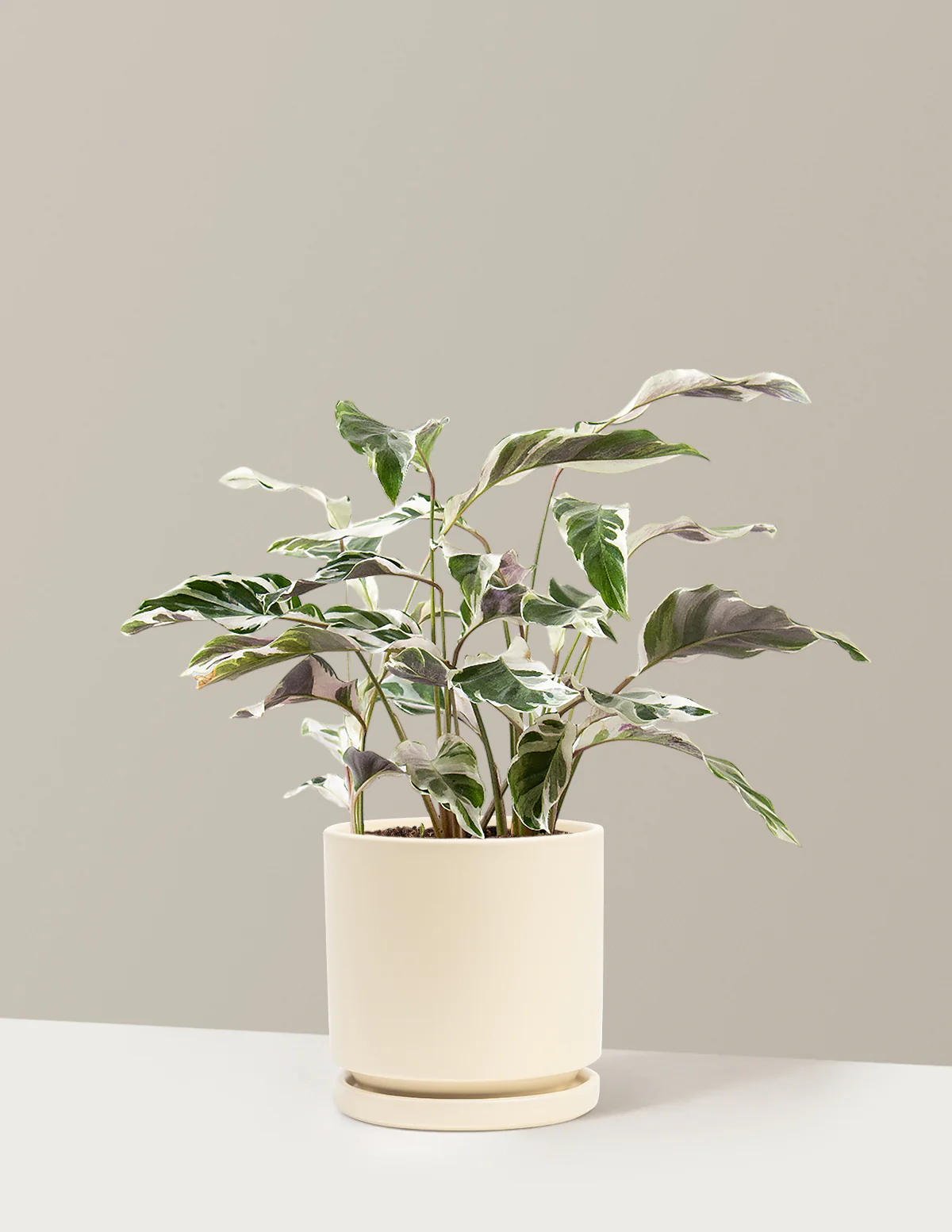 Calathea White Fusion - Image 27
