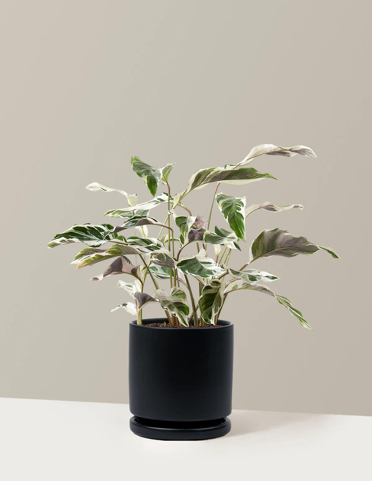 Calathea White Fusion - Image 29