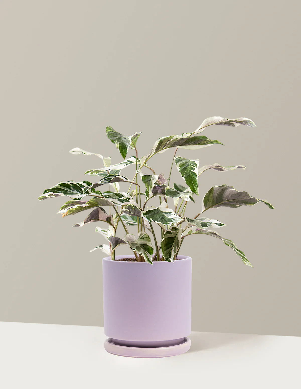 Calathea White Fusion - Image 3