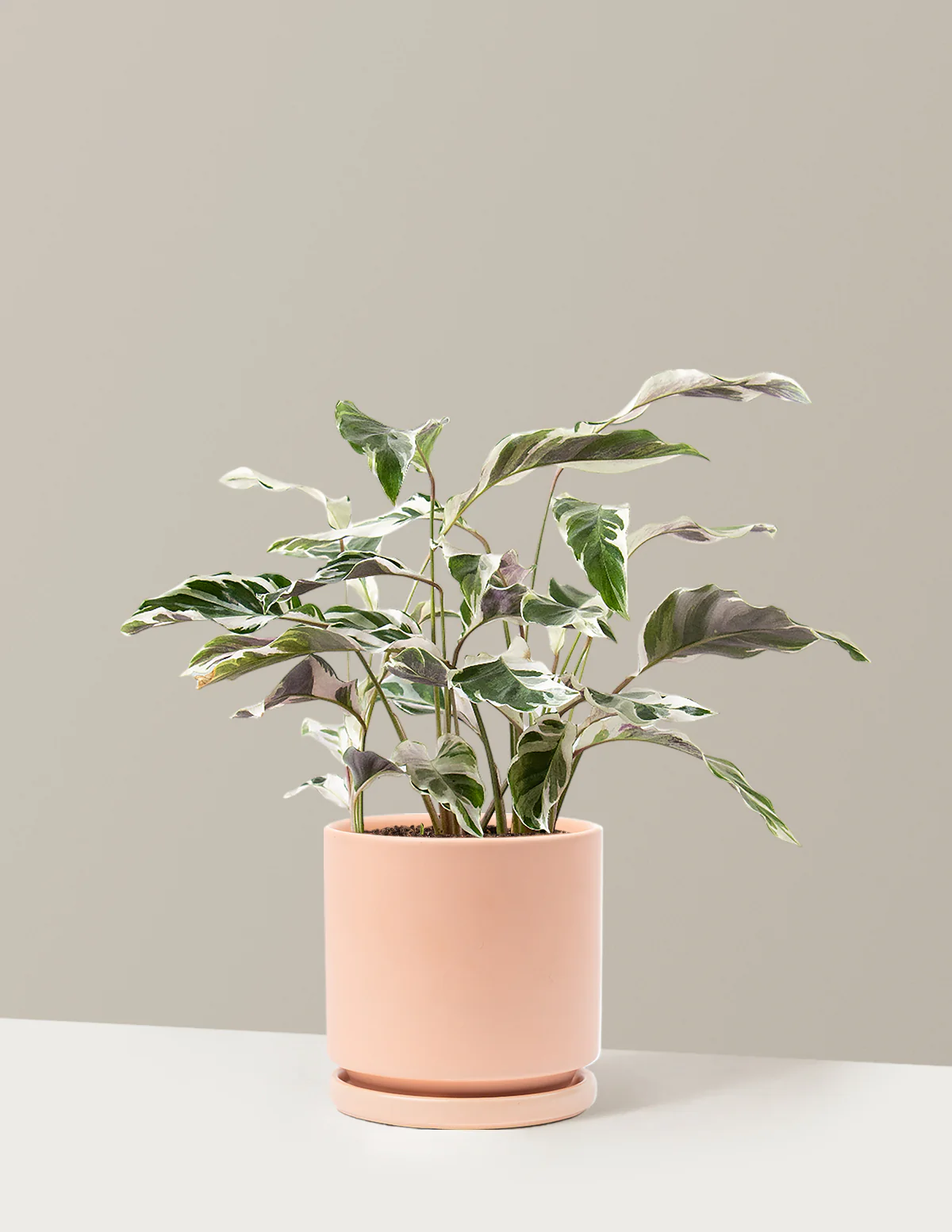 Calathea White Fusion - Image 30