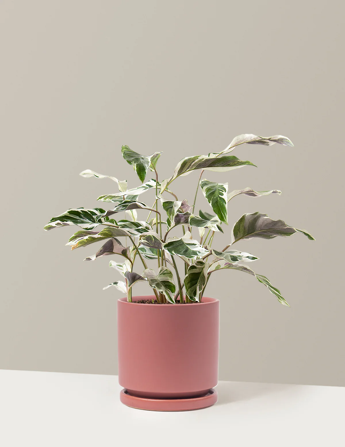 Calathea White Fusion - Image 31