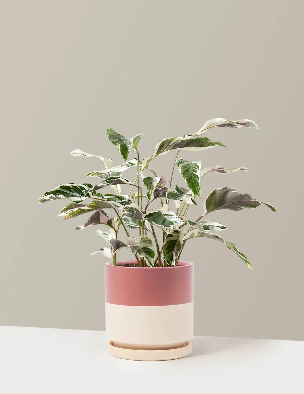Calathea White Fusion - Image 32