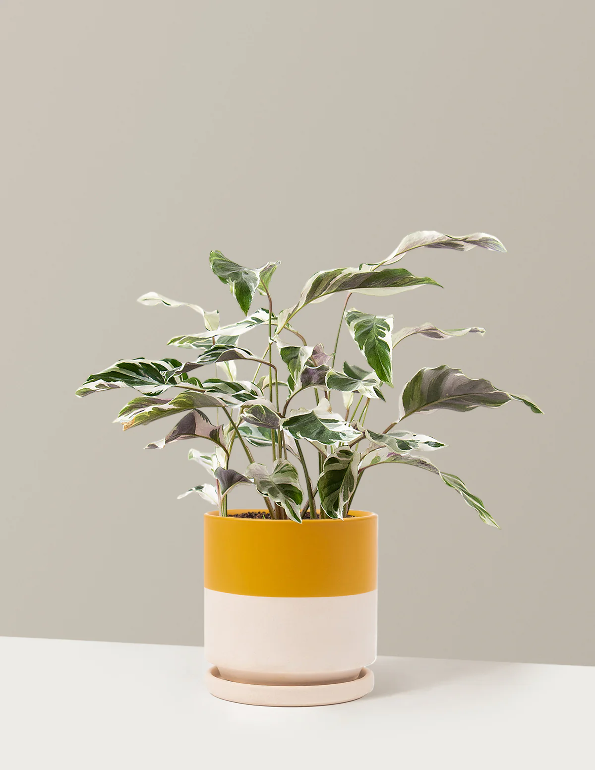 Calathea White Fusion - Image 33