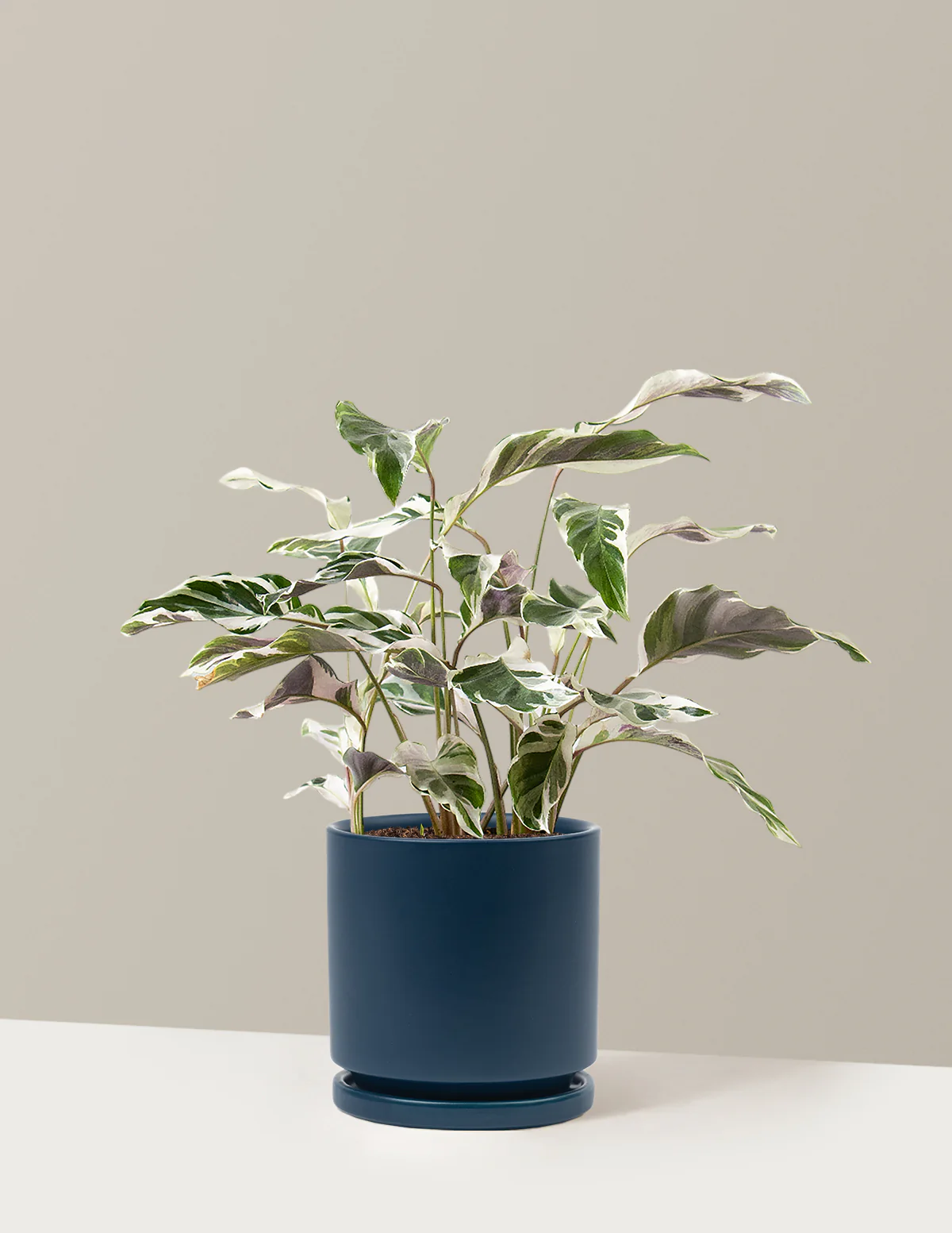 Calathea White Fusion - Image 34